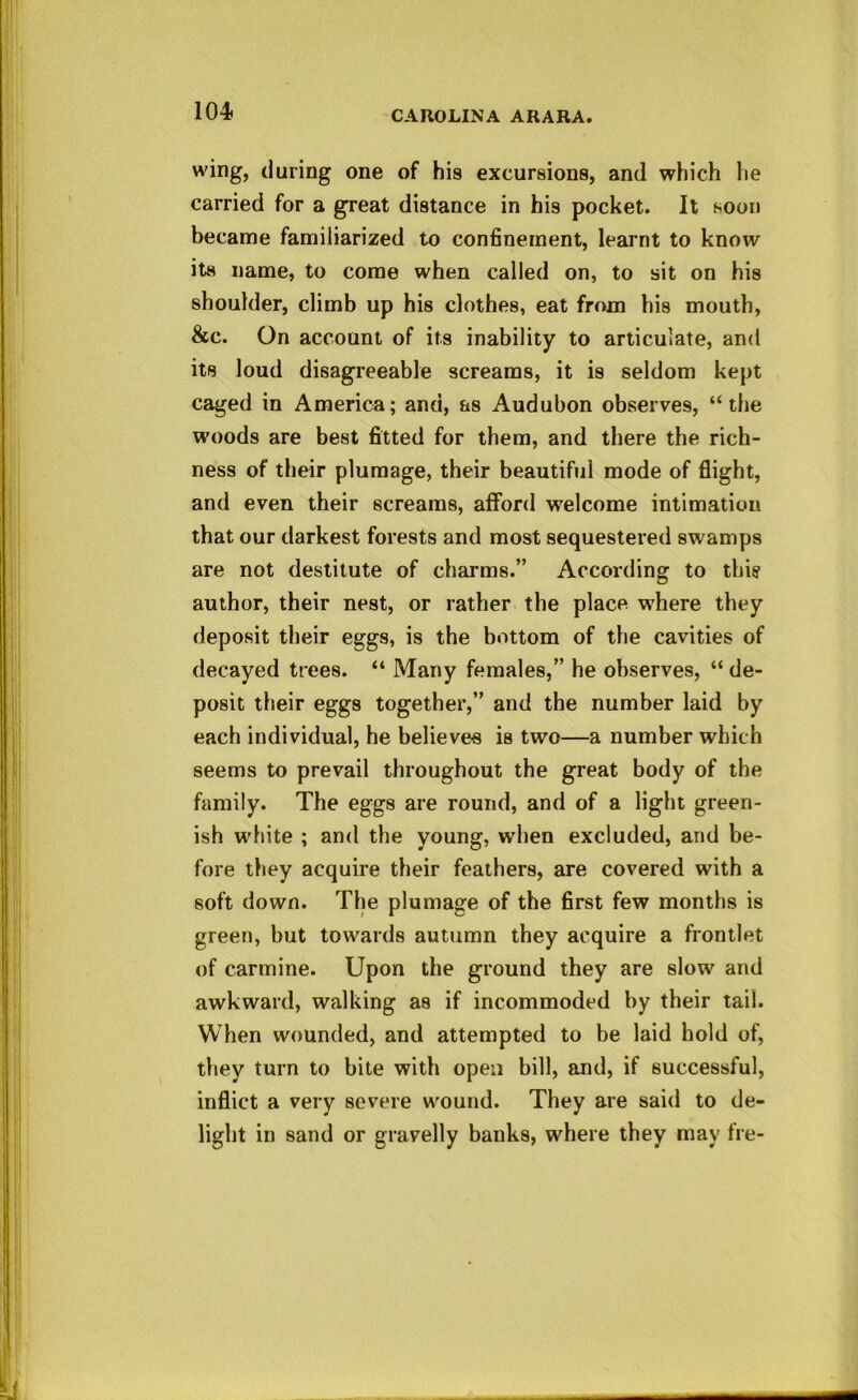 wing, during one of his excursions, and which he carried for a great distance in his pocket. It soon became familiarized to confinement, learnt to know its name, to come when called on, to sit on his shoulder, climb up his clothes, eat from his mouth, &c. On account of its inability to articulate, and its loud disagreeable screams, it is seldom kept caged in America; and, as Audubon observes, “the W'oods are best fitted for them, and there the rich- ness of their plumage, their beautiful mode of flight, and even their screams, aflford welcome intimation that our darkest forests and most sequestered swamps are not destitute of charms.” According to thi? author, their nest, or rather the place, w'here they deposit their eggs, is the bottom of the cavities of decayed trees. “ Many females,” he observes, “ de- posit their eggs together,” and the number laid by each individual, he believes is two—a number which seems to prevail throughout the great body of the family. The eggs are round, and of a light green- ish white ; and the young, when excluded, and be- fore they acquire their feathers, are covered with a soft down. The plumage of the first few months is green, but towards autumn they acquire a frontlet of carmine. Upon the ground they are slow and awkward, walking as if incommoded by their tail. When wounded, and attempted to be laid hold of, they turn to bite with open bill, and, if successful, inflict a very severe wound. They are said to de- light in sand or gravelly banks, where they may fre-