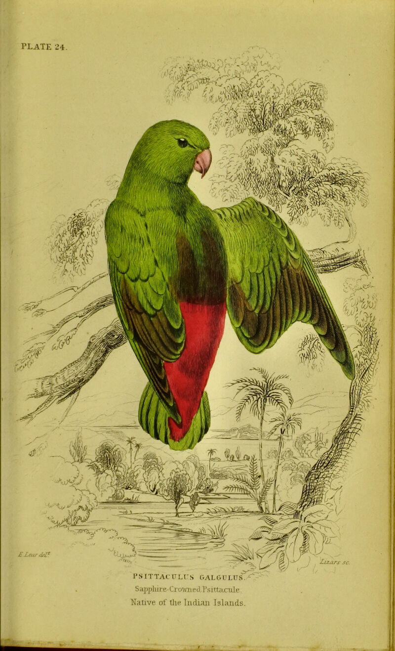 PLATE 24. 1' S I I 1 At [T L r S OA L G G LIJ S Sa])|)liii-e-Crouiied rsirtacitle ■Native of the Inditui Islands