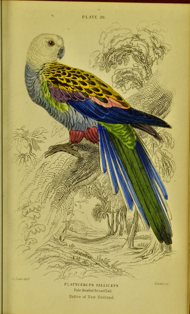 I’L.vn: P-ATYCERCUS PALLICEPS Pale Headed Broad-Tail Native of New Hollnurl.