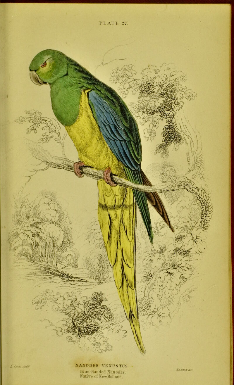 IM.A r F. \A\OOKS VEM'STrS Blue Banded Natiotles. Native nl'Ni-wBolland. Luivs jv