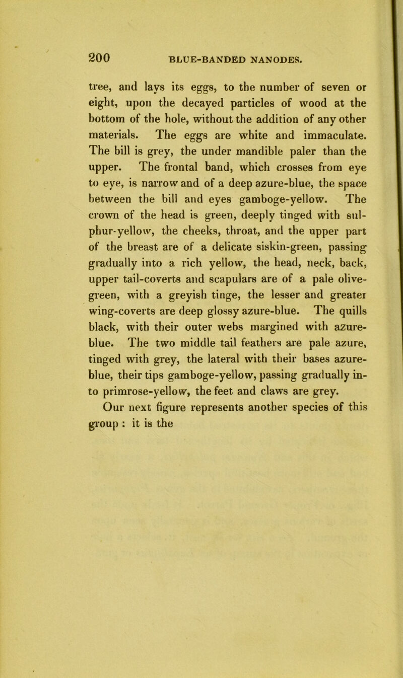 tree, aud lays its eggs, to the number of seven or eight, upon the decayed particles of wood at the bottom of the hole, without the addition of any other materials. The eggs are white and immaculate. The bill is grey, the under mandible paler than the upper. The frontal band, which crosses from eye to eye, is narrow and of a deep azure-blue, the space between the bill and eyes gamboge-yellow. The crown of the head is green, deeply tinged with sul- phur-yellow, the cheeks, throat, and the upper part of the breast are of a delicate siskin-green, passing gradually into a rich yellow, the head, neck, back, upper tail-coverts and scapulars are of a pale olive- green, with a greyish tinge, the lesser and greater wing-coverts are deep glossy azure-blue. The quills black, with their outer webs margined with azure- blue. The two middle tail feathers are pale azure, tinged with grey, the lateral with their bases azure- blue, their tips gamboge-yellow, passing gradually in- to primrose-yellow, the feet and claws are grey. Our next figure represents another species of this group : it is the