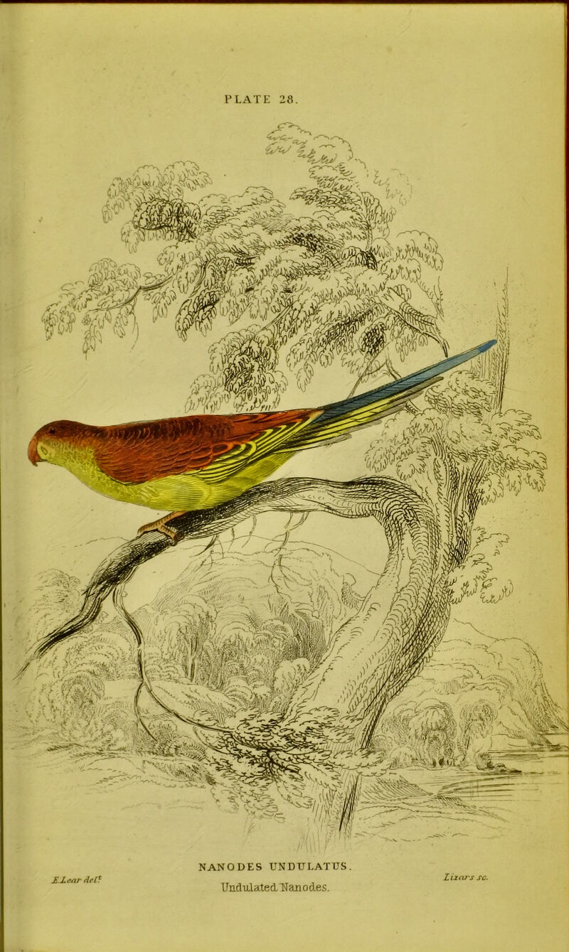 PLATE 28. £J.cnr Ael} NANODES UNDTJLATUS. Undalated-LTanodes. L Lxoj s sc.