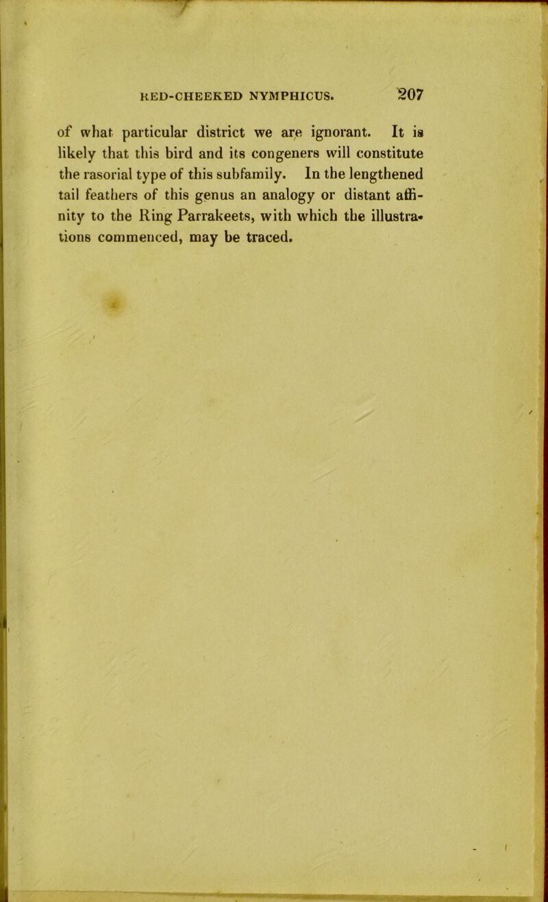 7 % KED-CHEEKED NYMPHICUS. ^07 of what particular district we are ignorant. It is likely that this bird and its congeners will constitute the rasorial type of this subfamily. In the lengthened tail feathers of this genus an analogy or distant affi- nity to the Ring Parrakeets, with which the illustra* lions commenced, may be traced. t. / I C /
