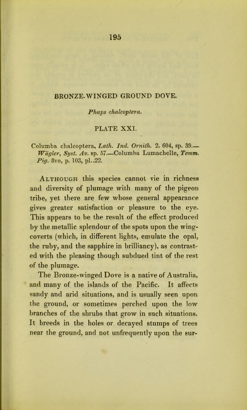 BRONZE-WINGED GROUND DOVE. Phaps chalcoptera. PLATE XXI. Columba chalcoptera. Lath. Ind. Ornith. 2. 604, sp. 39— W'dgler^ Syst. Av. sp. 57.—Columba Lumachelle, Temm. Pig. 8vo, p. 103, pi. ,22. Although this species cannot vie in richness and diversity of plumage with many of the pigeon tribe, yet there are few whose general appearance gives greater satisfaction or pleasure to the eye. This appears to be the result of the effect produced by the metallic splendour of the spots upon the wing- coverts (which, in different lights, emulate the opal, the ruby, and the sapphire in brilliancy), as contrast- ed with the pleasing though subdued tint of the rest of the plumage. The Bronze-winged Dove is a native of Australia, and many of the islands of the Pacific. It affects sandy and arid situations, and is usually seen upon the ground, or sometimes perched upon the low branches of the shrubs that grow in such situations. It breeds in the holes or decayed stumps of trees near the ground, and not unfrequently upon the sur-