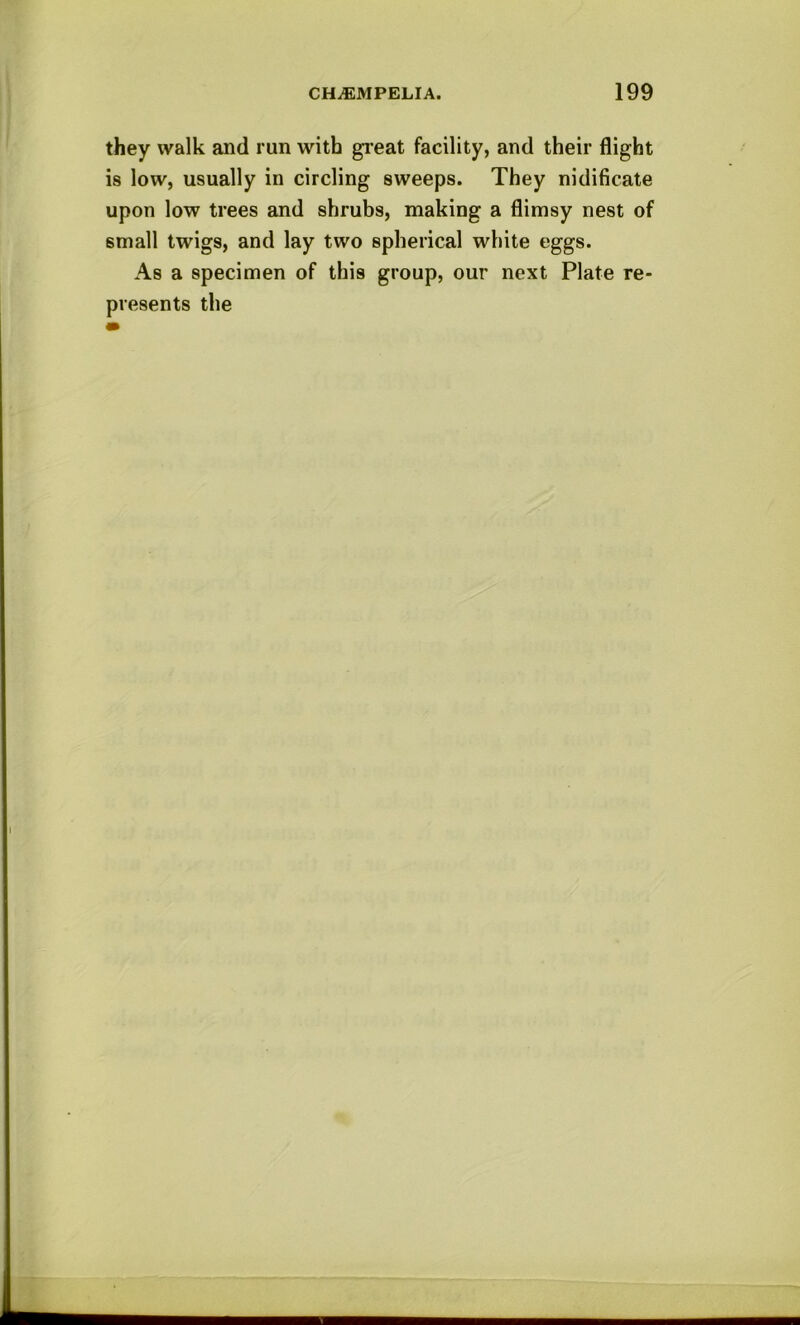 they walk and run with gi'eat facility, and their flight is low, usually in circling sweeps. They nidificate upon low trees and shrubs, making a flimsy nest of small twigs, and lay two spherical white eggs. As a specimen of this group, our next Plate re- presents the