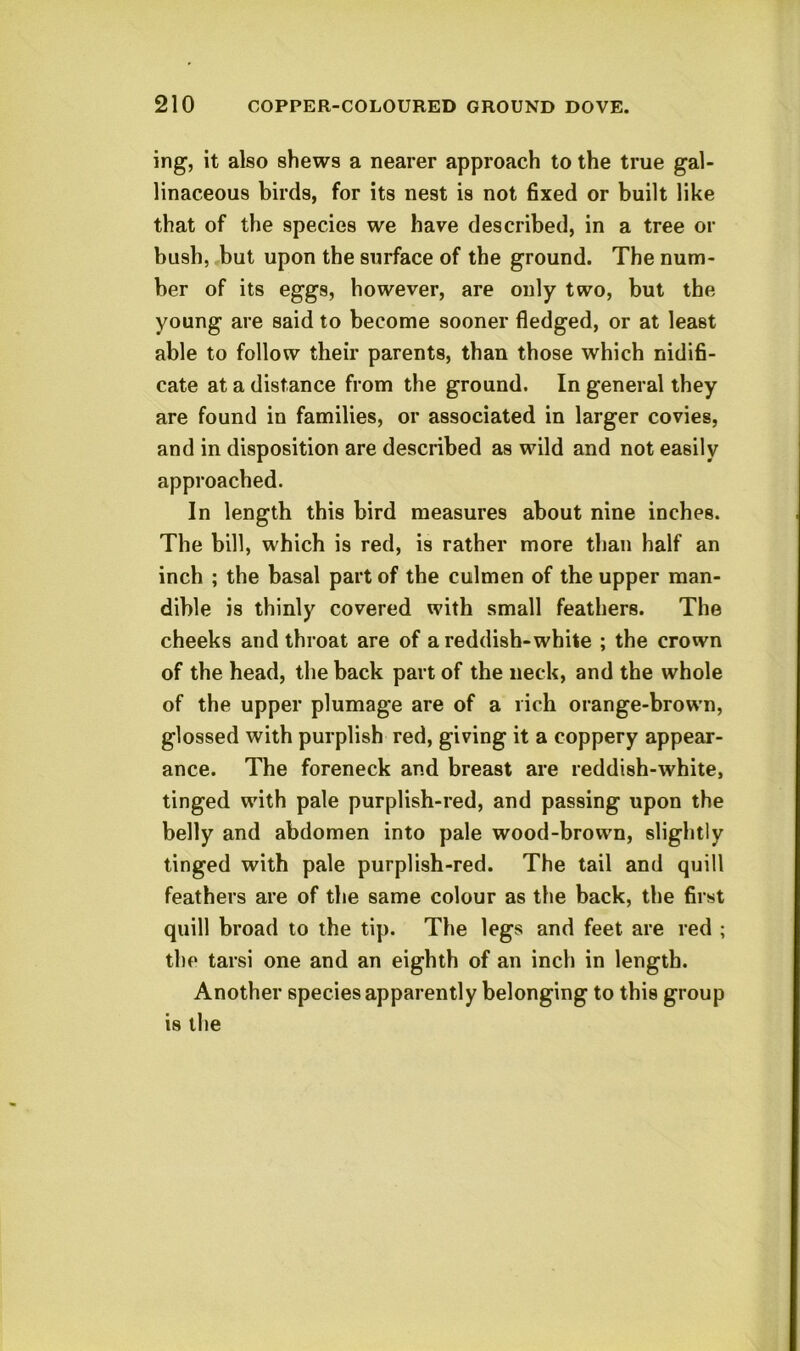 ing, it also shews a nearer approach to the true gal- linaceous birds, for its nest is not fixed or built like that of the species we have described, in a tree or bush, but upon the surface of the ground. The num- ber of its eggs, however, are only two, but the young are said to become sooner fledged, or at least able to follow their parents, than those which nidifi- cate at a distance from the ground. In general they are found in families, or associated in larger covies, and in disposition are described as wild and not easily approached. In length this bird measures about nine inches. The bill, which is red, is rather more than half an inch ; the basal part of tbe culmen of the upper man- dible is thinly covered with small feathers. The cheeks and throat are of a reddish-white ; the crown of the head, the back part of the neck, and the whole of the upper plumage are of a rich orange-brown, glossed with purplish red, giving it a coppery appear- ance. The foreneck and breast are reddish-white, tinged with pale purplish-red, and passing upon the belly and abdomen into pale wood-brown, slightly tinged with pale purplish-red. The tail and quill feathers are of the same colour as the back, the first quill broad to the tip. The legs and feet are red ; the tarsi one and an eighth of an inch in length. Another species apparently belonging to this group is the