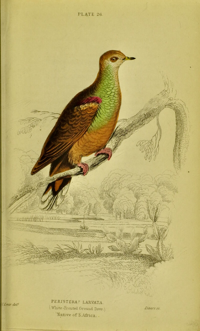 PLATE 2(L Le/u riel‘s PEillSTERA? LAJIVATA ' Wliite-Frouted pTrauud Dove.) Native of S.Africa. Zixa/s sc.