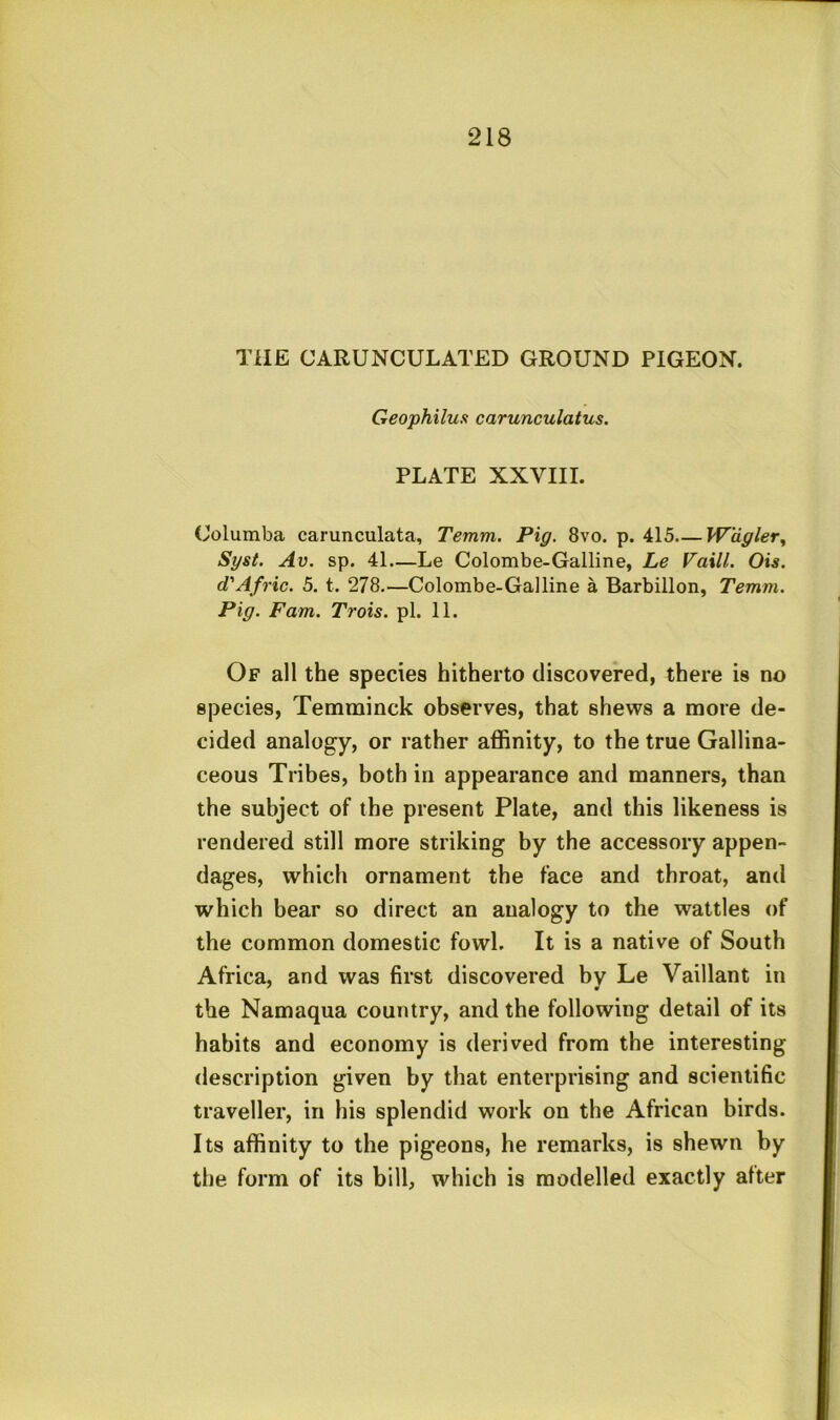 THE CARUNCULATED GROUND PIGEON. Geophilux carunculatus. PLATE XXVIII. Columba carunculata, Temm. Pig. 8vo. p. 415.— W'dgler, Syst. Av. sp. 41.—Le Colombe-Galline, Le Vaxll. Ois. d'Afric. 5, t. 278.—Colombe-Galline a Barbillon, Temm. Pig. Fam. Trois. pi. 11. Of all the species hitherto discovered, there is no species, Temrainck observes, that shews a more de- cided analogy, or rather affinity, to the true Gallina- ceous Tribes, both in appearance and manners, than the subject of the present Plate, and this likeness is rendered still more striking by the accessory appen- dages, which ornament the face and throat, and which bear so direct an analogy to the wattles of the common domestic fowl. It is a native of South Africa, and was first discovered by Le Vaillant in the Namaqua country, and the following detail of its habits and economy is derived from the interesting description given by that enterprising and scientific traveller, in his splendid work on the African birds. Its affinity to the pigeons, he remarks, is shewn by the form of its bill, which is modelled exactly after