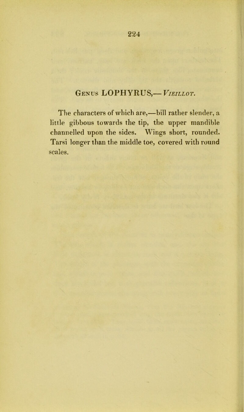 Genus LOPHYRUS,— Vieillot. Tlie characters of which are,—bill rather slender, a little gibbous towards the tip, the upper mandible channelled upon the sides. Wings short, rounded. Tarsi longer than the middle toe, covered with round scales.