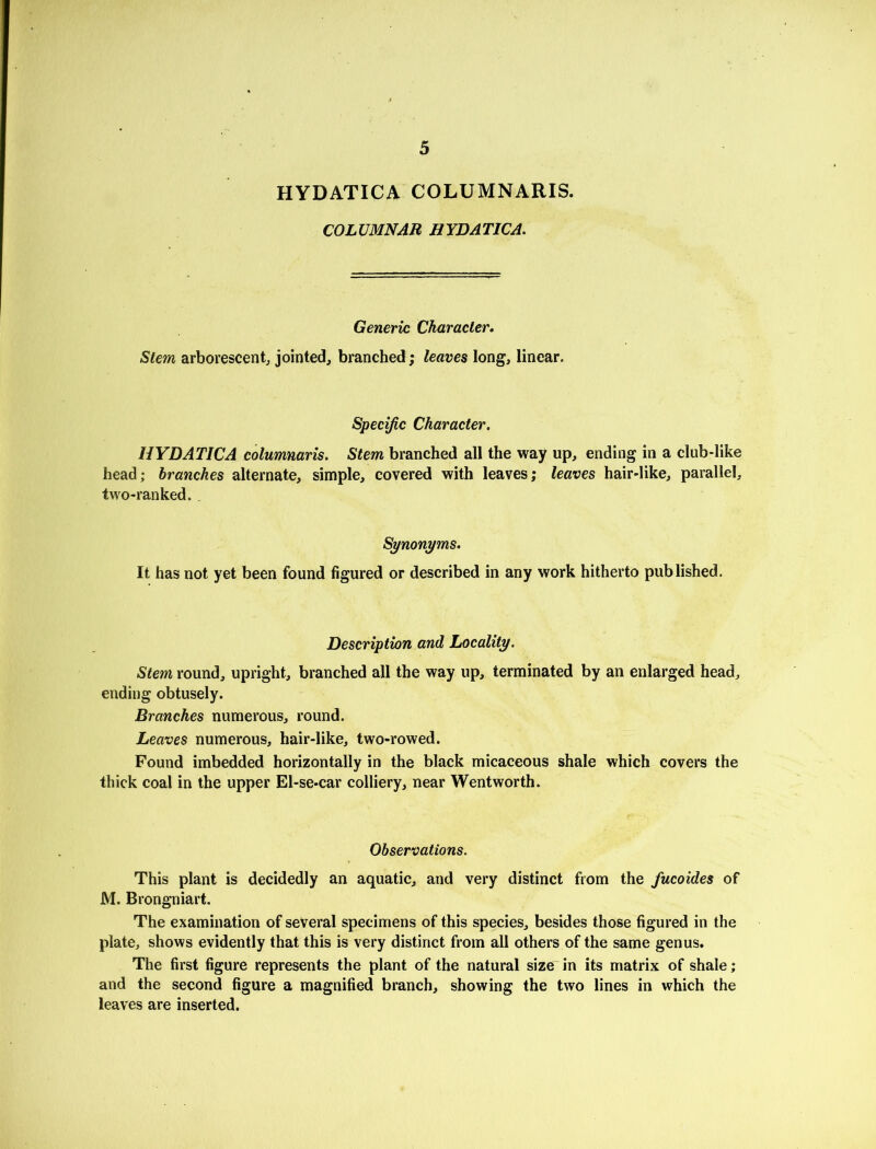 5 HYDATICA COLUMNARIS. COLUMNAR HYDATICA. Generic Character, Stem arborescent, jointed, branched; leaves long, linear. Specific Character. HYDATICA columnaris. Stem branched all the way up, ending in a club-like head; branches alternate, simple, covered with leaves; leaves hair-like, parallel, two-ranked. Synonyms. It has not yet been found figured or described in any work hitherto published. Description and Locality. Stem round, upright, branched all the way up, terminated by an enlarged head, ending obtusely. Branches numerous, round. Leaves numerous, hair-like, two-rowed. Found imbedded horizontally in the black micaceous shale which covers the thick coal in the upper El-se-car colliery, near Wentworth. Observations. This plant is decidedly an aquatic, and very distinct from the fucoides of M. Brongniart. The examination of several specimens of this species, besides those figured in the plate, shows evidently that this is very distinct from all others of the same genus. The first figure represents the plant of the natural size in its matrix of shale; and the second figure a magnified branch, showing the two lines in which the leaves are inserted.