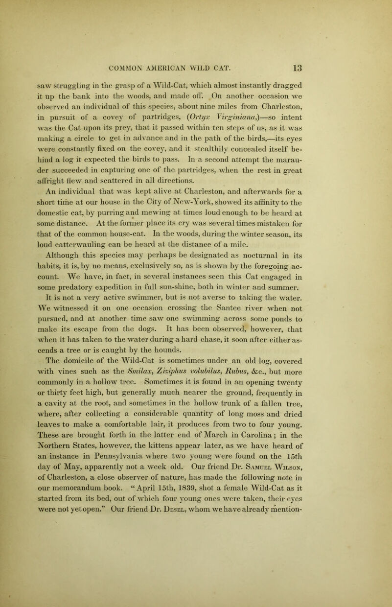 saw struggling in the grasp of a Wilcl-Cat, which almost instantly dragged it up the bank into the woods, and made off. On another occasion we observed an individual of this species, about nine miles from Charleston, in pursuit of a covey of partridges, (Ortyx Virginiana,)—so intent was the Cat upon its prey, that it passed within ten steps of us, as it was making a circle to get in advance and in the path of the birds,—its eyes were constantly fixed on the covey, and it stealthily concealed itself be- hind a log it expected the birds to pass. In a second attempt the marau- der succeeded in capturing one of the partridges, when the rest in great affright flew and scattered in all directions. An individual that was kept alive at Charleston, and afterwards for a short time at our house in the City of New-York, showed its affinity to the domestic cat, by purring and mewing at times loud enough to be heard at some distance. At the former place its cry was several times mistaken for that of the common house-cat. In the woods, during the winter season, its loud catterwauling can be heard at the distance of a mile. Although this species may perhaps be designated as nocturnal in its habits, it is, by no means, exclusively so, as is shown by the foregoing ac- count. We have, in fact, in several instances seen this Cat engaged in some predatory expedition in full sun-shine, both in winter and summer. It is not a very active swimmer, but is not averse to taking the water. We witnessed it on one occasion crossing the Santee river when not pursued, and at another time saw one swimming across some ponds to make its escape from the dogs. It has been observed, however, that when it has taken to the water during a hard chase, it soon after either as- cends a tree or is caught by the hounds. The domicile of the Wild-Cat is sometimes under an old log, covered with vines such as the Smilax, Zizipkus volubilus, Rubus, &c., but more commonly in a hollow tree. Sometimes it is found in an opening twenty or thirty feet high, but generally much nearer the ground, frequently in a cavity at the root, and sometimes in the hollow trunk of a fallen tree, where, after collecting a considerable quantity of long moss and dried leaves to make a comfortable lair, it produces from two to four young. These are brought forth in the latter end of March in Carolina; in the Northern States, however, the kittens appear later, as we have heard of an instance in Pennsylvania where two young were found on the 15th day of May, apparently not a week old. Our friend Dr. Samuel Wilson, of Charleston, a close observer of nature, has made the following note in our memorandum book. “April 15th, 1839, shot a female Wild-Cat as it started from its bed, out of which four young ones were taken, their eyes were not yet open.” Our friend Dr. Desel, whom we have already mention-