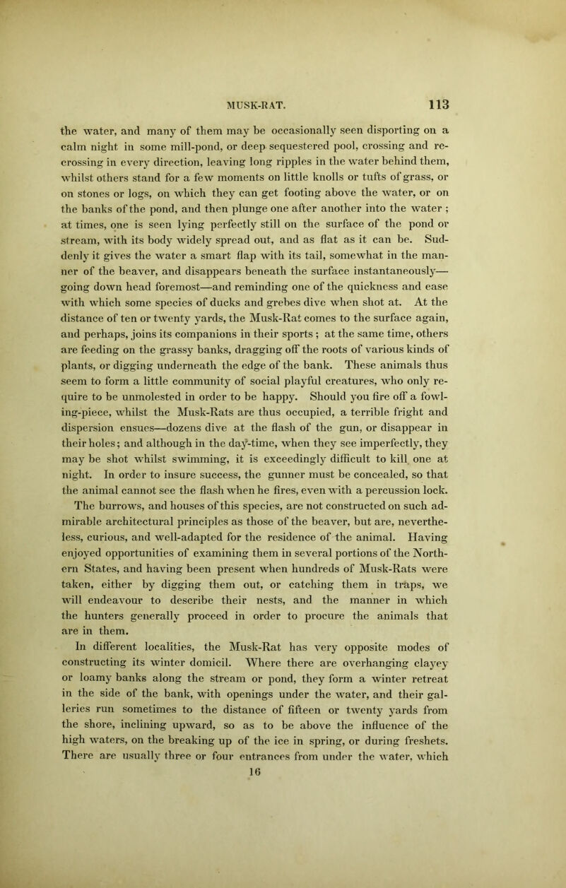 the water, and many of them may be occasionally seen disporting on a calm night in some mill-pond, or deep sequestered pool, crossing and re- crossing in every direction, leaving long ripples in the water behind them, whilst others stand for a few moments on little knolls or tufts of grass, or on stones or logs, on which they can get footing above the water, or on the banks of the pond, and then plunge one after another into the water ; at times, one is seen lying perfectly still on the surface of the pond or stream, with its body widely spread out, and as flat as it can be. Sud- denly it gives the water a smart flap with its tail, somewhat in the man- ner of the beaver, and disappears beneath the surface instantaneously— going down head foremost—and reminding one of the quickness and ease with which some species of ducks and grebes dive when shot at. At the distance of ten or twenty yards, the Musk-Rat comes to the surface again, and perhaps, joins its companions in their sports ; at the same time, others are feeding on the grassy banks, dragging off the roots of various kinds of plants, or digging underneath the edge of the bank. These animals thus seem to form a little community of social playful creatures, who only re- quire to be unmolested in order to be happy. Should you fire off a fowl- ing-piece, whilst the Musk-Rats are thus occupied, a terrible fright and dispersion ensues—dozens dive at the flash of the gun, or disappear in their holes; and although in the da^-time, when they see imperfectly, they may be shot whilst swimming, it is exceedingly difficult to kill one at night. In order to insure success, the gunner must be concealed, so that the animal cannot see the flash when he fires, even with a percussion lock. The burrows, and houses of this species, are not constructed on such ad- mirable architectural principles as those of the beaver, but are, neverthe- less, curious, and well-adapted for the residence of the animal. Having enjoyed opportunities of examining them in several portions of the North- ern States, and having been present when hundreds of Musk-Rats were taken, either by digging them out, or catching them in traps, we will endeavour to describe their nests, and the manner in which the hunters generally proceed in order to procure the animals that are in them. In different localities, the Musk-Rat has very opposite modes of constructing its winter domicil. Where there are overhanging clayey or loamy banks along the stream or pond, they form a winter retreat in the side of the bank, with openings under the water, and their gal- leries run sometimes to the distance of fifteen or twenty yards from the shore, inclining upward, so as to be above the influence of the high waters, on the breaking up of the ice in spring, or during freshets. There are usually three or four entrances from under the water, which 16