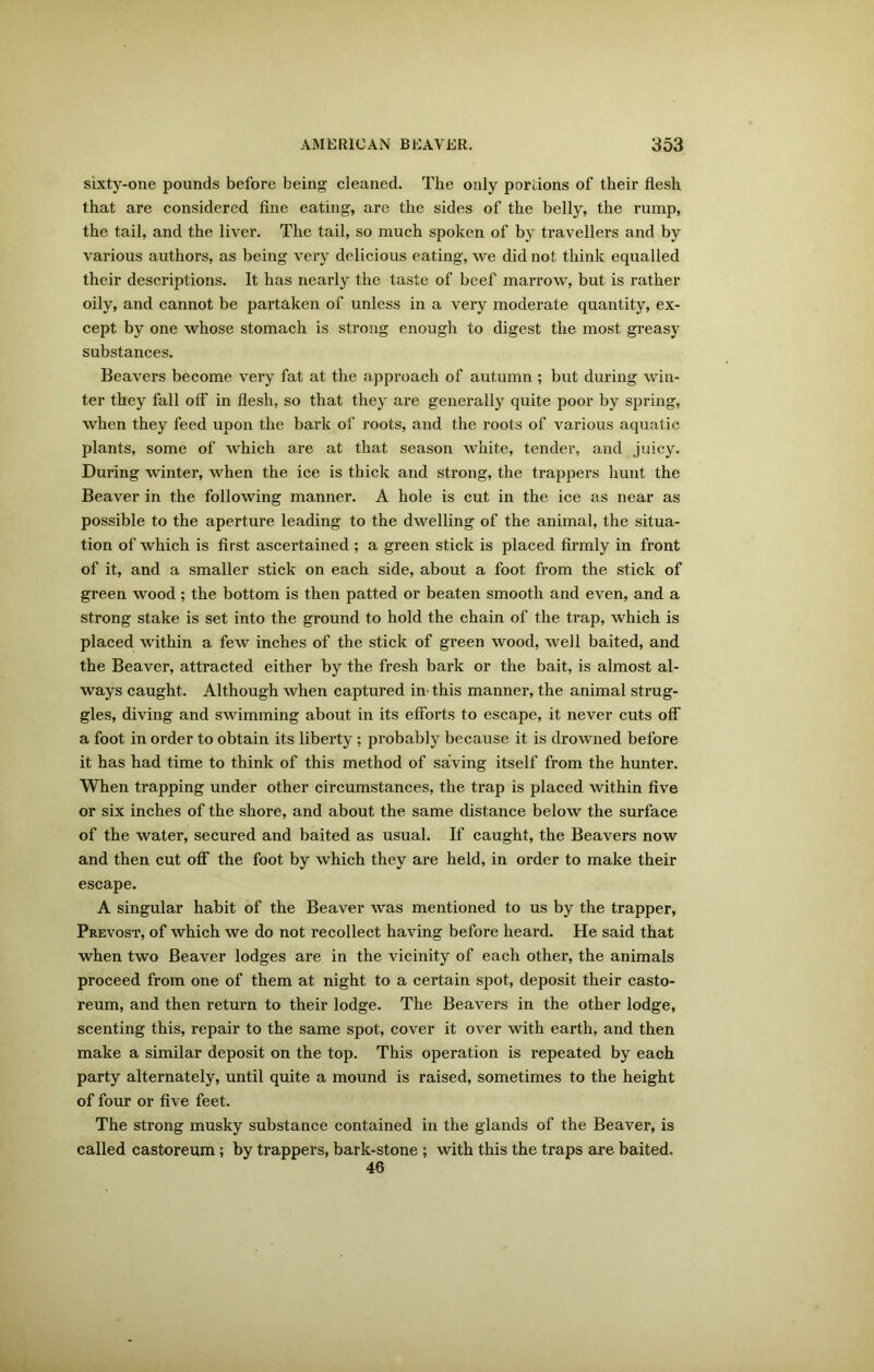 sixty-one pounds before being cleaned. The only pordons of their flesh that are considered fine eating, are the sides of the belly, the rump, the tail, and the liver. The tail, so much spoken of by travellers and by various authors, as being very delicious eating, we did not think equalled their descriptions. It has nearly the taste of beef marrow, but is rather oily, and cannot be partaken of unless in a very moderate quantity, ex- cept by one whose stomach is strong enough to digest the most greasy substances. Beavers become very fat at the approach of autumn ; but during win- ter they fall off in flesh, so that they are generally quite poor by spring, when they feed upon the bark of roots, and the roots of various aquatic plants, some of which are at that season white, tender, and juicy. During winter, when the ice is thick and strong, the trappers hunt the Beaver in the following manner. A hole is cut in the ice as near as possible to the aperture leading to the dwelling of the animal, the situa- tion of which is first ascertained ; a green stick is placed firmly in front of it, and a smaller stick on each side, about a foot from the stick of green wood; the bottom is then patted or beaten smooth and even, and a strong stake is set into the ground to hold the chain of the trap, which is placed within a few inches of the stick of green wood, well baited, and the Beaver, attracted either by the fresh bark or the bait, is almost al- ways caught. Although when captured in' this manner, the animal strug- gles, diving and swimming about in its efforts to escape, it never cuts off a foot in order to obtain its liberty ; probably because it is drowned before it has had time to think of this method of saving itself from the hunter. When trapping under other circumstances, the trap is placed within five or six inches of the shore, and about the same distance below the surface of the water, secured and baited as usual. If caught, the Beavers now and then cut off the foot by which they are held, in order to make their escape. A singular habit of the Beaver was mentioned to us by the trapper, Prevost, of which we do not recollect having before heard. He said that when two Beaver lodges are in the vicinity of each other, the animals proceed from one of them at night to a certain spot, deposit their casto- reum, and then return to their lodge. The Beavers in the other lodge, scenting this, repair to the same spot, cover it over with earth, and then make a similar deposit on the top. This operation is repeated by each party alternately, until quite a mound is raised, sometimes to the height of four or five feet. The strong musky substance contained in the glands of the Beaver, is called castoreum ; by trappers, bark-stone ; with this the traps are baited. 46