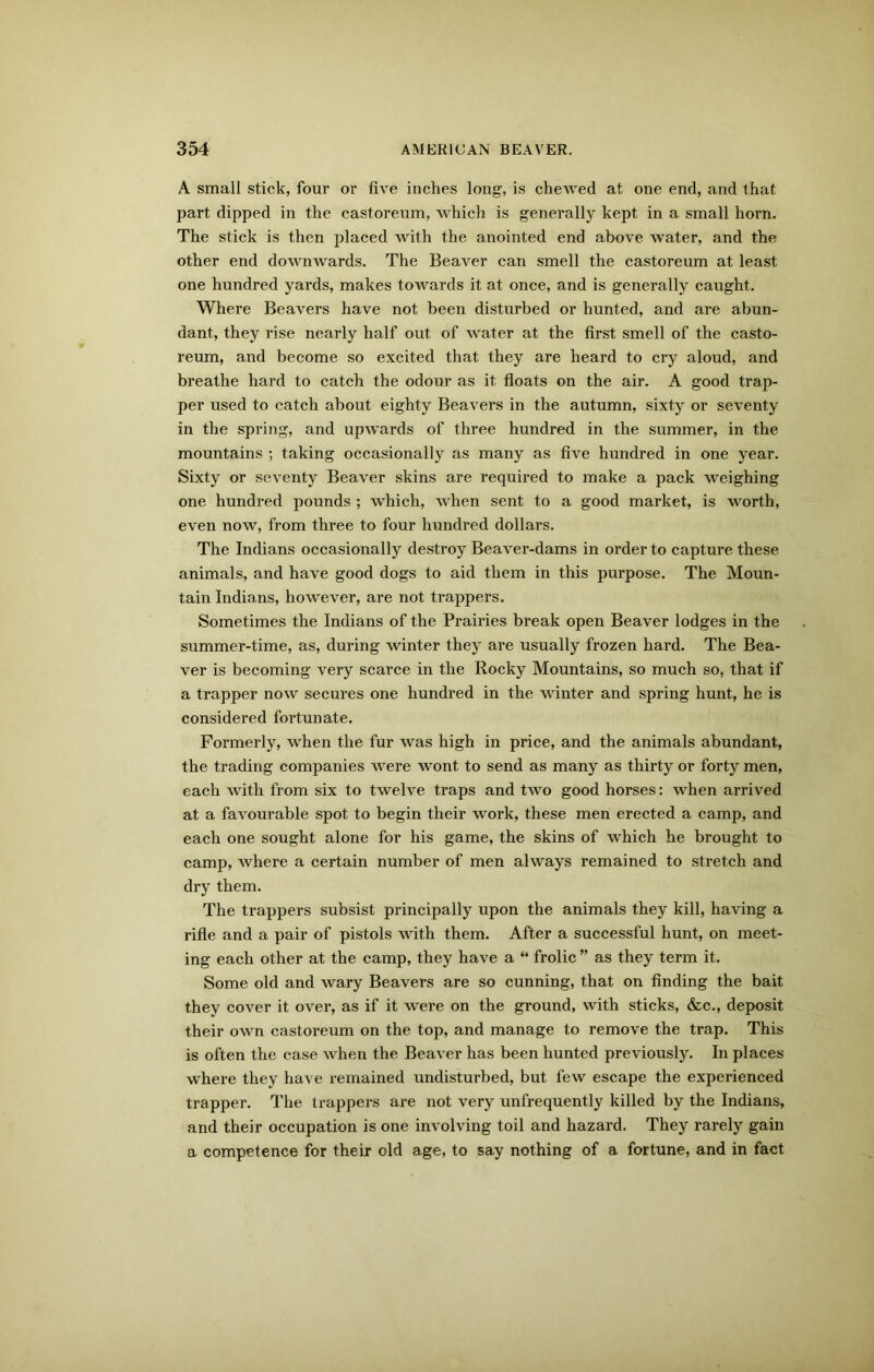 A small stick, four or five inches long, is chewed at one end, and that part dipped in the castoreum, which is generally kept in a small horn. The stick is then placed with the anointed end above water, and the other end downwards. The Beaver can smell the castoreum at least one hundred yards, makes towards it at once, and is generally caught. Where Beavers have not been disturbed or hunted, and are abun- dant, they rise nearly half out of water at the first smell of the casto- reum, and become so excited that they are heard to cry aloud, and breathe hard to catch the odour as it floats on the air. A good trap- per used to catch about eighty Beavers in the autumn, sixty or seventy in the spring, and upwards of three hundred in the summer, in the mountains ; taking occasionally as many as five hundred in one year. Sixty or seventy Beaver skins are required to make a pack weighing one hundred pounds ; which, when sent to a good market, is worth, even now, from three to four hundred dollars. The Indians occasionally destroy Beaver-dams in order to capture these animals, and have good dogs to aid them in this purpose. The Moun- tain Indians, however, are not trappers. Sometimes the Indians of the Prairies break open Beaver lodges in the summer-time, as, during winter they are usually frozen hard. The Bea- ver is becoming very scarce in the Rocky Mountains, so much so, that if a trapper now secures one hundred in the winter and spring hunt, he is considered fortunate. Formerly, when the fur was high in price, and the animals abundant, the trading companies were wont to send as many as thirty or forty men, each with from six to twelve traps and two good horses: when arrived at a favourable spot to begin their work, these men erected a camp, and each one sought alone for his game, the skins of which he brought to camp, where a certain number of men always remained to stretch and dry them. The trappers subsist principally upon the animals they kill, having a rifle and a pair of pistols with them. After a successful hunt, on meet- ing each other at the camp, they have a “ frolic ” as they term it. Some old and wary Beavers are so cunning, that on finding the bait they cover it over, as if it were on the ground, with sticks, &c., deposit their own castoreum on the top, and manage to remove the trap. This is often the case when the Beaver has been hunted previously. In places where they have remained undisturbed, but few escape the experienced trapper. The trappers are not very unfrequently killed by the Indians, and their occupation is one involving toil and hazard. They rarely gain a competence for their old age, to say nothing of a fortune, and in fact
