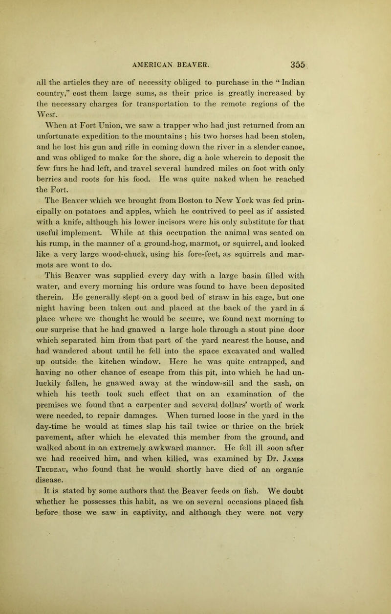 all the articles they are of necessity obliged to purchase in the “ Indian country,” cost them large sums, as their price is greatly increased by the necessary charges for transportation to the remote regions of the West. When at Fort Union, we saw a trapper who had just returned from an unfortunate expedition to the mountains ; his two horses had been stolen, and he lost his gun and rifle in coming down the river in a slender canoe, and was obliged to make for the shore, dig a hole wherein to deposit the few furs he had left, and travel several hundred miles on foot with only berries and roots for his food. He was quite naked when he reached the Fort. The Beaver which we brought from Boston to New York was fed prin- cipally on potatoes and apples, which he contrived to peel as if assisted with a knife, although his lower incisors were his only substitute for that useful implement. While at this occupation the animal was seated on his rump, in the manner of a ground-hog, marmot, or squirrel, and looked like a very large wood-chuck, using his fore-feet, as squirrels and mar- mots are wont to do. This Beaver was supplied every day with a large basin filled with water, and every morning his ordure was found to have been deposited therein. He generally slept on a good bed of straw in his cage, but one night having been taken out and placed at the back of the yard in a place where we thought he would be secure, we found next morning to our surprise that he had gnawed a large hole through a stout pine door which separated him from that part of the yard nearest the house, and had wandered about until he fell into the space excavated and walled up outside the kitchen window. Here he was quite entrapped, and having no other chance of escape from this pit, into which he had un- luckily fallen, he gnawed away at the window-sill and the sash, on which his teeth took such effect that on an examination of the premises we found that a carpenter and several dollai’s’ worth of work were needed, to repair damages. When turned loose in the yard in the day-time he would at times slap his tail twice or thrice on the brick pavement, after which he elevated this member from the ground, and walked about in an extremely awkward manner. He fell ill soon after we had received him, and when killed, was examined by Dr. James Trudeau, who found that he would shortly have died of an organic disease. It is stated by some authors that the Beaver feeds on fish. We doubt whether he possesses this habit, as we on several occasions placed fish before those we saw in captivity, and although they were not very