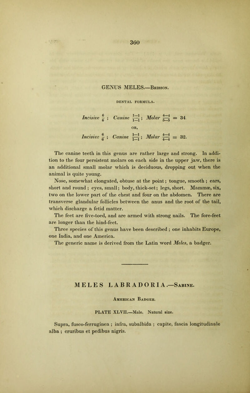 GENUS MELES.—Brisson. DENTAL FORMULA. Incisive - ; Canine ; OR, Incisive ; Canine ; The canine teeth in this genus are rather large and strong. In addi- tion to the four persistent molars on each side in the upper jaw, there is an additional small molar which is deciduous, dropping out when the animal is quite young. Nose, somewhat elongated, obtuse at the point; tongue, smooth ; ears, short and round ; eyes, small; body, thick-set; legs, short. Mammae, six, two on the lower part of the chest and four on the abdomen. There are transverse glandular follicles between the anus and the root of the tail, which discharge a fetid matter. The feet are five-toed, and are armed with strong nails. The fore-feet are longer than the hind-feet. Three species of this genus have been described ; one inhabits Europe, one India, and one America. The generic name is derived from the Latin word Meles, a badger. Molar = 34. Molar 3! = 32. MELES LABRADORIA.—Sabine. American Badger. PLATE XLVII Male. Natural size. Supra, fusco-ferruginea ; infra, subalbida : capite, fascia longitudinale alba ; cruribus et pedibus nigris.