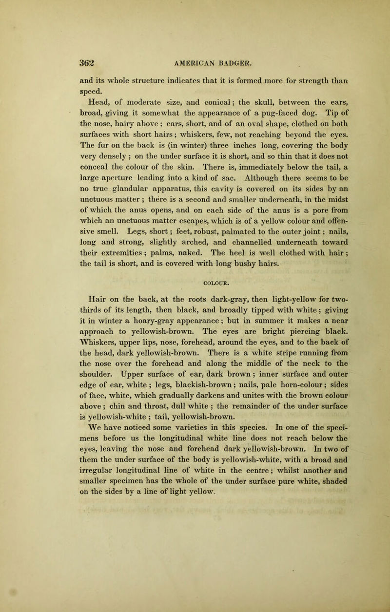 and its whole structure indicates that it is formed more for strength than speed. Head, of moderate size, and conical; the skull, between the ears, broad, giving it somewhat the appearance of a pug-faced dog. Tip of the nose, hairy above; ears, short, and of an oval shape, clothed on both surfaces with short hairs; whiskers, few, not reaching beyond the eyes. The fur on the back is (in winter) three inches long, covering the body very densely ; on the under surface it is short, and so thin that it does not conceal the colour of the skin. There is, immediately below the tail, a large aperture leading into a kind of sac. Although there seems to be no true glandular apparatus, this cavity is covered on its sides by an unctuous matter ; there is a second and smaller underneath, in the midst of which the anus opens, and on each side of the anus is a pore from which an unctuous matter escapes, which is of a yellow colour and offen- sive smell. Legs, short; feet, robust, palmated to the outer joint; nails, long and strong, slightly arched, and channelled underneath toward their extremities; palms, naked. The heel is well clothed with hair; the tail is short, and is covered with long bushy hairs. COLOUR. Hair on the back, at the roots dark-gray, then light-yellow for two- thirds of its length, then black, and broadly tipped with white; giving it in winter a hoary-gray appearance; but in summer it makes a near approach to yellowish-brown. The eyes are bright piercing black. Whiskers, upper lips, nose, forehead, around the eyes, and to the back of the head, dark yellowish-brown. There is a white stripe running from the nose over the forehead and along the middle of the neck to the shoulder. Upper surface of ear, dark brown ; inner surface and outer edge of ear, white ; legs, blackish-brown; nails, pale horn-colour; sides of face, white, which gradually darkens and unites with the brown colour above ; chin and throat, dull white ; the remainder of the under surface is yellowish-white ; tail, yellowish-brown. We have noticed some varieties in this species. In one of the speci- mens before us the longitudinal white line does not reach below the eyes, leaving the nose and forehead dark yellowish-brown. In two of them the under surface of the body is yellowish-white, with a broad and irregular longitudinal line of white in the centre; whilst another and smaller specimen has the whole of the under surface pure white, shaded on the sides by a line of light yellow.
