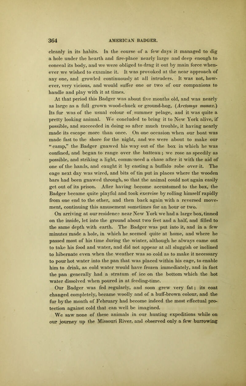 cleanly in its habits. In the course of a few days it managed to dig a hole under the hearth and fire-place nearly large and deep enough to conceal its body, and we were obliged to drag it out by main force when- ever we wished to examine it. It was provoked at the near approach of any one, and growled continuously at all intruders. It was not, how- ever, very vicious, and would suffer one or two of our companions to handle and play with it at times. At that period this Badger was about five months old, and was nearly as large as a full grown wood-chuck or ground-hog, (Arctomys monax.) Its fur was of the usual colour of. summer pelage, and it was quite a pretty looking animal. We concluded to bring it to New York alive, if possible, and succeeded in doing so after much trouble, it having nearly made its escape more than once. On one occasion when our boat was made fast to the shore for the night, and we were about to make our “ camp,” the Badger gnawed his way out of the box in which he was confined, and began to range over the batteau; we rose as speedily as possible, and striking a light, commenced a chase after it with the aid of one of the hands, and caught it by casting a buffalo robe over it. The cage next day was wired, and bits of tin put in places where the wooden bars had been gnawed through, so that the animal could not again easily get out of its prison. After having become accustomed to the box, the Badger became quite playful and took exercise by rolling himself rapidly from one end to the other, and then back again with a reversed move- ment, continuing this amusement sometimes for an hour or two. On arriving at our residence near New York we had a large box, tinned on the inside, let into the ground about two feet and a half, and filled to the same depth with earth. The Badger was put into it, and in a few minutes made a hole, in which he seemed quite at home, and where he passed most of his time during the winter, although he always came out to take his food and water, and did not appear at all sluggish or inclined to hibernate even when the weather was so cold as to make it necessary to pour hot water into the pan that was placed within his cage, to enable him to drink, as cold water would have frozen immediately, and in fact the pan generally had a stratum of ice on the bottom which the hot water dissolved when poured in at feeding-time. Our Badger was fed regularly, and soon grew very fat; its coat changed completely, became woolly and of a buff-brown colour, and the fur by the month of February had become indeed the most effectual pro- tection against cold that can well be imagined. We saw none of these animals in our hunting expeditions while on our journey up the Missouri River, and observed only a few burrowing
