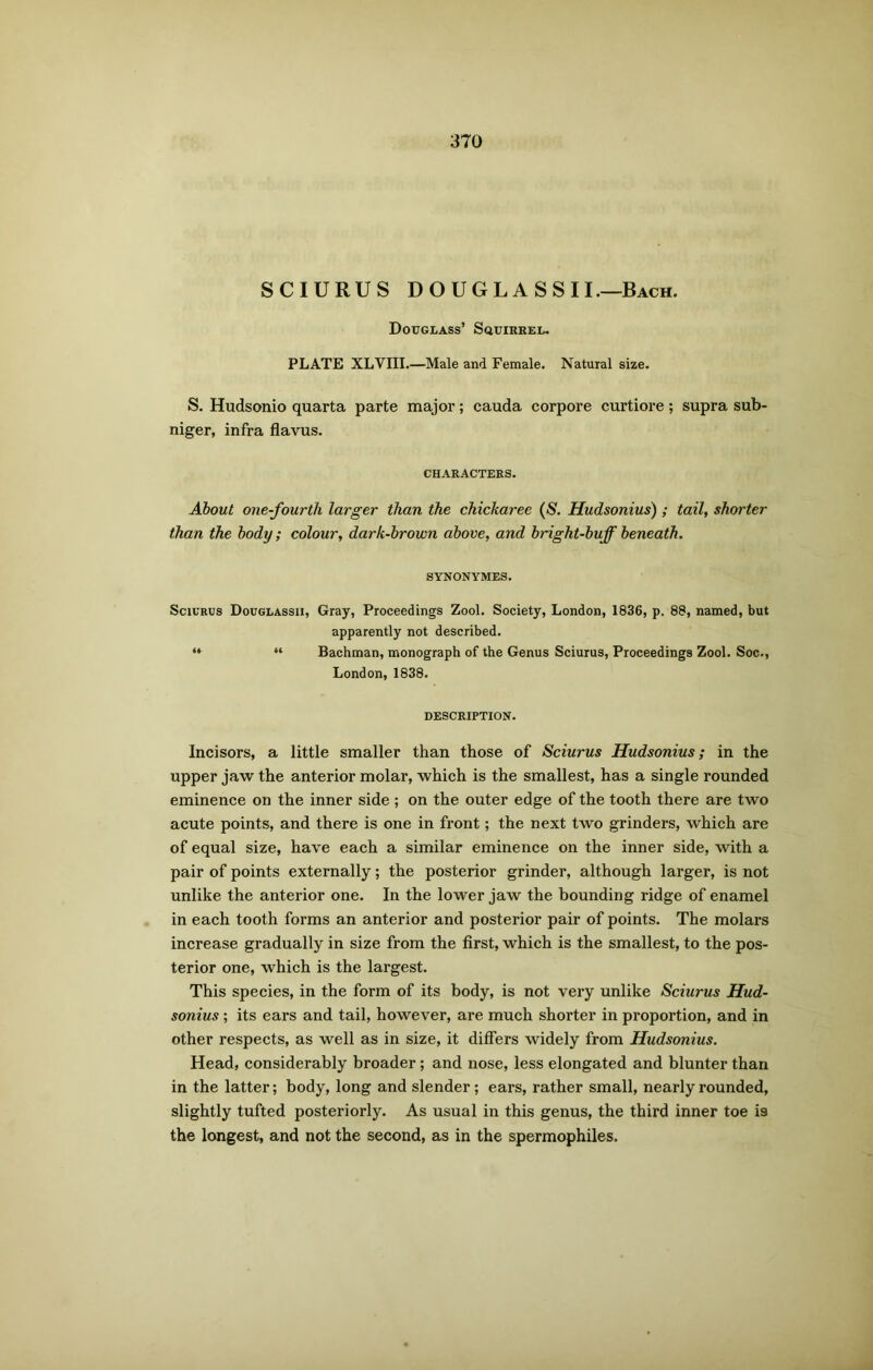 SCIURUS DOUGLASSII.—Bach. Douglass’ Squirrel. PLATE XLVIII.—Male and Female. Natural size. S. Hudsonio quarta parte major; cauda corpore curtiore; supra sub- niger, infra flavus. CHARACTERS. About one-fourth larger than the chickaree (S. Hudsonius) ; tail, shorter than the body; colour, dark-brown above, and bright-buff beneath. SYNONYMES. Sciurus Douglassii, Gray, Proceedings Zool. Society, London, 1836, p. 88, named, but apparently not described. “ “ Bachman, monograph of the Genus Sciurus, Proceedings Zool. Soc., London, 1838. DESCRIPTION. Incisors, a little smaller than those of Sciurus Hudsonius; in the upper jaw the anterior molar, which is the smallest, has a single rounded eminence on the inner side ; on the outer edge of the tooth there are two acute points, and there is one in front; the next two grinders, which are of equal size, have each a similar eminence on the inner side, with a pair of points externally; the posterior grinder, although larger, is not unlike the anterior one. In the lower jaw the bounding ridge of enamel in each tooth forms an anterior and posterior pair of points. The molars increase gradually in size from the first, which is the smallest, to the pos- terior one, which is the largest. This species, in the form of its body, is not very unlike Sciurus Hud- sonius ; its ears and tail, however, are much shorter in proportion, and in other respects, as well as in size, it differs widely from Hudsonius. Head, considerably broader; and nose, less elongated and blunter than in the latter; body, long and slender; ears, rather small, nearly rounded, slightly tufted posteriorly. As usual in this genus, the third inner toe is the longest, and not the second, as in the spermophiles.