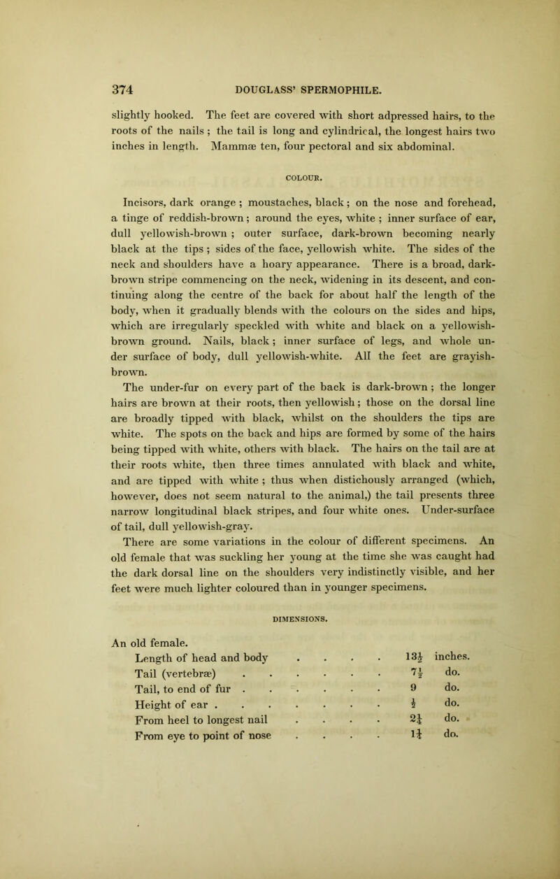 slightly hooked. The feet are covered with short adpressed hairs, to the roots of the nails ; the tail is long and cylindrical, the longest hairs two inches in length. Mammae ten, four pectoral and six abdominal. COLOUR. Incisors, dark orange ; moustaches, black; on the nose and forehead, a tinge of reddish-brown; around the eyes, white ; inner surface of ear, dull yellowish-brown ; outer surface, dark-brown becoming nearly black at the tips ; sides of the face, yellowish white. The sides of the neck and shoulders have a hoary appearance. There is a broad, dark- brown stripe commencing on the neck, widening in its descent, and con- tinuing along the centre of the back for about half the. length of the body, when it gradually blends with the colours on the sides and hips, which are irregularly speckled with white and black on a yellowish- brown ground. Nails, black; inner surface of legs, and whole un- der surface of body, dull yellowish-white. All the feet are grayish- brown. The under-fur on every part of the back is dark-brown; the longer hairs are brown at their roots, then yellowish; those on the dorsal line are broadly tipped with black, whilst on the shoulders the tips are white. The spots on the back and hips are formed by some of the hairs being tipped with white, others with black. The hairs on the tail are at their roots white, tfyen three times annulated with black and white, and are tipped with white ; thus when distichously arranged (which, however, does not seem natural to the animal,) the tail presents three narrow longitudinal black stripes, and four white ones. Under-surface of tail, dull yellowish-gray. There are some variations in the colour of different specimens. An old female that was suckling her young at the time she was caught had the dark dorsal line on the shoulders very indistinctly visible, and her feet were much lighter coloured than in younger specimens. DIMENSIONS, An old female. Length of head and body .... inches. Tail (vertebrae) 7} do. Tail, to end of fur 9 do. Height of ear ....... h do. From heel to longest nail .... 21 do. From eye to point of nose .... 14 do.