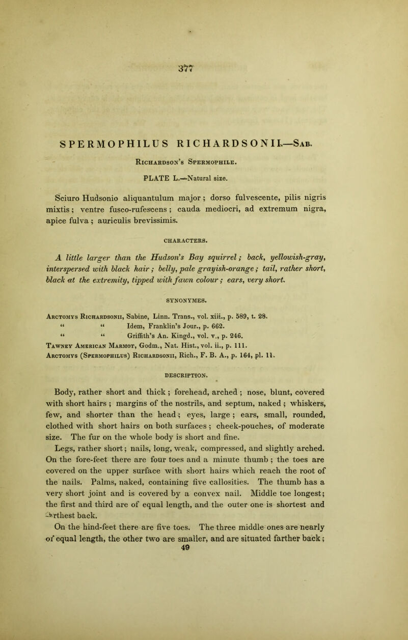 3*7 SPERMOPH1LUS RICHARDSONIL-Sab. Richardson’s Spermophiee. PLATE L.—Natural size. Sciuro Hudsonio aliquantulum major; dorso fulvescente, pilis nigris mixtis; ventre fusco-rufescens; cauda mediocri, ad extremum nigra, apice fulva ; auriculis brevissimis. CHARACTERS. A little larger than the Hudson’s Bay squirrel; back, yellowish-gray, interspersed with black hair; belly, pale grayish-orange; tail, rather short, black at the extremity, tipped with fawn colour; ears, very short. SYNONYMES. Arctomys Richardsonii, Sabine, Linn. Trans., vol. xiii., p. 589, t. 28. “ “ Idem, Franklin’s Jour., p. 662. “ “ Griffith’s An. Kingd., vol. v., p. 246. Tawney American Marmot, Godm., Nat. Hist., vol. ii., p. 111. Arctomys (Spermophilus) Richardsonii, Rich., F. B. A., p. 164, pi. 11. DESCRIPTION. Body, rather short and thick ; forehead, arched ; nose, blunt, covered with short hairs ; margins of the nostrils, and septum, naked ; whiskers, few, and shorter than the head; eyes, large ; ears, small, rounded, clothed with short hairs on both surfaces ; cheek-pouches, of moderate size. The fur on the whole body is short and fine. Legs, rather short; nails, long, weak, compressed, and slightly arched. On the fore-feet there are four toes and a minute thumb ; the toes are covered on the upper surface with short hairs which reach the root of the nails. Palms, naked, containing five callosities. The thumb has a very short joint and is covered by a convex nail. Middle toe longest; the first and third are of equal length, and the outer one is shortest and -krthest back. On the hind-feet there are five toes. The three middle ones are nearly of equal length, the other two are smaller, and are situated farther back; 49