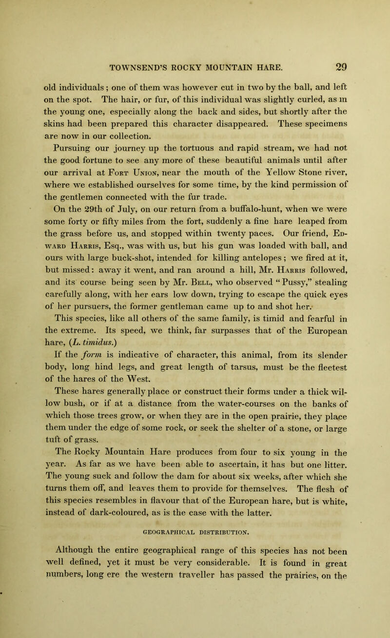 old individuals ; one of them was however cut in two by the ball, and left on the spot. The hair, or fur, of this individual was slightly curled, as in the young one, especially along the back and sides, but shortly after the skins had been prepared this character disappeared. These specimens are now in our collection. Pursuing our journey up the tortuous and rapid stream, we had not the good fortune to see any more of these beautiful animals until after our arrival at Fort Union, near the mouth of the Yellow Stone river, where we established ourselves for some time, by the kind permission of the gentlemen connected with the fur trade. On the 29th of July, on our return from a buffalo-hunt, when we were some forty or fifty miles from the fort, suddenly a fine hare leaped from the grass before us, and stopped within twenty paces. Our friend, Ed- ward Harris, Esq., was with us, but his gun was loaded with ball, and ours with large buck-shot, intended for killing antelopes ; we fired at it, but missed: away it went, and ran around a hill, Mr. Harris followed, and its course being seen by Mr. Bell, who observed “Pussy,” stealing carefully along, with her ears low down, trying to escape the quick eyes of her pursuers, the former gentleman came up to and shot her. This species, like all others of the same family, is timid and fearful in the extreme. Its speed, we think, far surpasses that of the European hare, (L. timidus.) If the form is indicative of character, this animal, from its slender body, long hind legs, and great length of tarsus, must be the fleetest of the hares of the West. These hares generally place or construct their forms under a thick wil- low bush, or if at a distance from the water-courses on the banks of which those trees grow, or when they are in the open prairie, they place them under the edge of some rock, or seek the shelter of a stone, or large tuft of grass. The Rocky Mountain Hare produces from four to six young in the year. As far as we have been able to ascertain, it has but one litter. The young suck and follow the dam for about six weeks, after which she turns them off, and leaves them to provide for themselves. The flesh of this species resembles in flavour that of the European hare, but is white, instead of dark-coloured, as is the case with the latter. GEOGRAPHICAL distribution. Although the entire geographical range of this species has not been well defined, yet it must be very considerable. It is found in great numbers, long ere the western traveller has passed the prairies, on the
