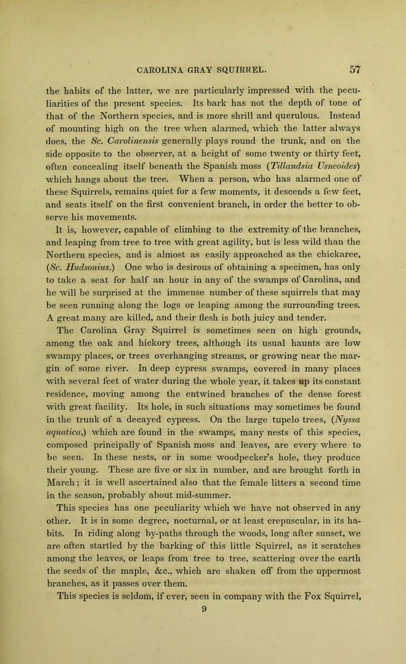 the habits of the latter, we are particularly impressed with the pecu- liarities of the present species. Its bark has not the depth of tone of that of the Northern species, and is more shrill and querulous. Instead of mounting high on the tree when alarmed, which the latter always does, the Sc. Carolinensis generally plays round the trunk, and on the side opposite to the observer, at a height of some twenty or thirty feet, often concealing itself beneath the Spanish moss (Tillandsia Usneoides) which hangs about the tree. When a person, who has alarmed one of these Squirrels, remains quiet for a few moments, it descends a few feet, and seats itself on the first convenient branch, in order the better to ob- serve his movements. It is, however, capable of climbing to the extremity of the branches, and leaping from tree to tree with great agility, but is less wild than the Northern species, and is almost as easily approached as the chickaree, (Sc. Hudsonius.) One who is desirous of obtaining a specimen, has only to take a seat for half an hour in any of the swamps of Carolina, and he will be surprised at the immense number of these squirrels that may be seen running along the logs or leaping among the surrounding trees. A great many are killed, and their flesh is both juicy and tender. The Carolina Gray Squirrel is sometimes seen on high grounds, among the oak and hickory trees, although its usual haunts are low swampy places, or trees overhanging streams, or growing near the mar- gin of some river. In deep cypress swamps, covered in many places with several feet of water during the whole year, it takes up its constant residence, moving among the entwined branches of the dense forest with great facility. Its hole, in such situations may sometimes be found in the trunk of a decayed cypress. On the large tupelo trees, (Nyssa ciquatica,) which are found in the swamps, many nests of this species, composed principally of Spanish moss and leaves, are every where to be seen. In these nests, or in some woodpecker’s hole, they produce their young. These are five or six in number, and are brought forth in March; it is well ascertained also that the female litters a second time in the season, probably about mid-summer. This species has one peculiarity which we have not observed in any other. It is in some degree, nocturnal, or at least crepuscular, in its ha- bits. In riding along by-paths through the woods, long after sunset, we are often startled by the barking of this little Squirrel, as it scratches among the leaves, or leaps from tree to tree, scattering over the earth the seeds of the maple, &c., which are shaken off from the uppermost branches, as it passes over them. This species is seldom, if ever, seen in company with the Fox Squirrel, 9