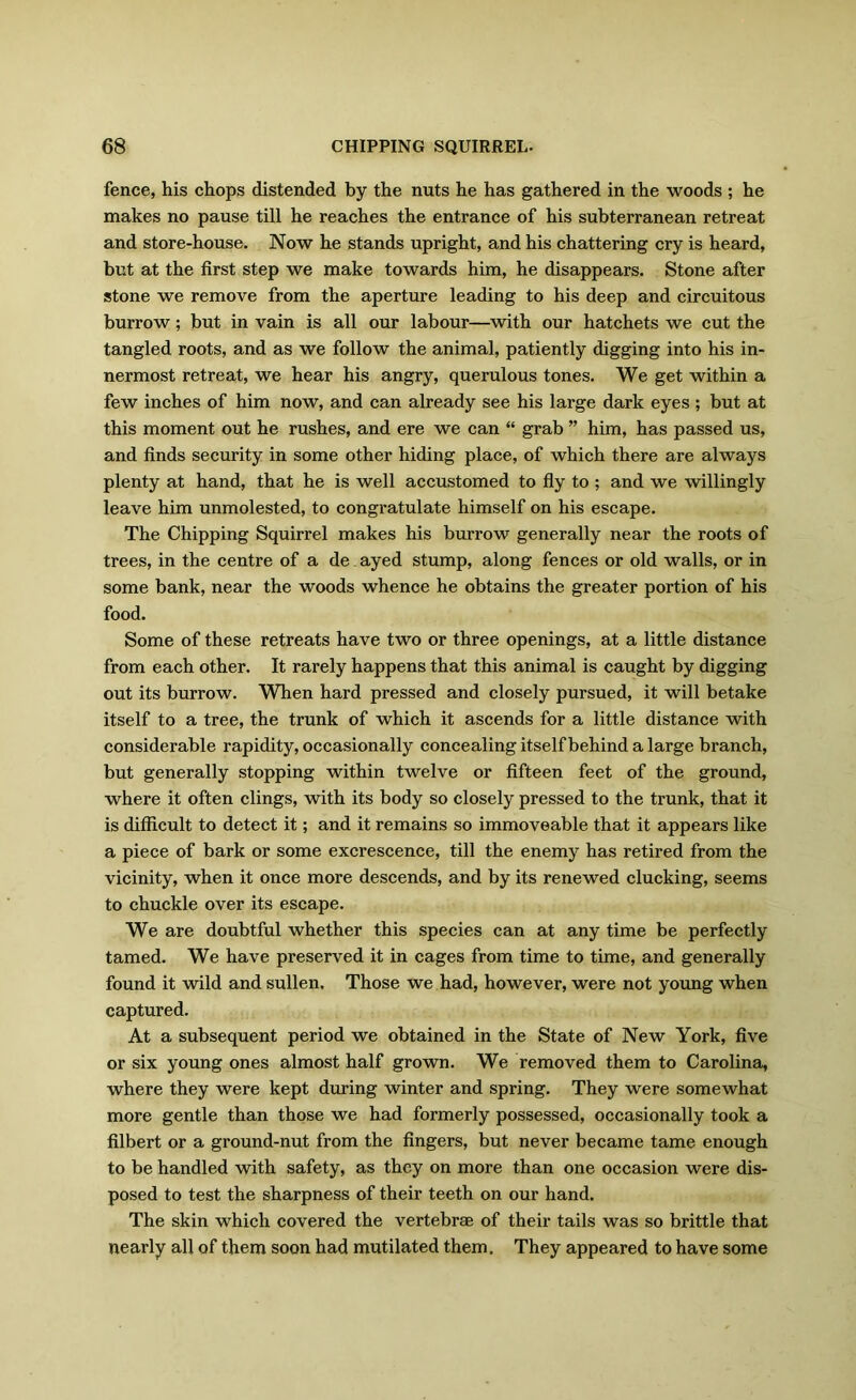 fence, his chops distended by the nuts he has gathered in the woods ; he makes no pause till he reaches the entrance of his subterranean retreat and store-house. Now he stands upright, and his chattering cry is heard, but at the first step we make towards him, he disappears. Stone after stone we remove from the aperture leading to his deep and circuitous burrow; but in vain is all our labour—with our hatchets we cut the tangled roots, and as we follow the animal, patiently digging into his in- nermost retreat, we hear his angry, querulous tones. We get within a few inches of him now, and can already see his large dark eyes ; but at this moment out he rushes, and ere we can “ grab ” him, has passed us, and finds security in some other hiding place, of which there are always plenty at hand, that he is well accustomed to fly to ; and we willingly leave him unmolested, to congratulate himself on his escape. The Chipping Squirrel makes his burrow generally near the roots of trees, in the centre of a de ayed stump, along fences or old walls, or in some bank, near the woods whence he obtains the greater portion of his food. Some of these retreats have two or three openings, at a little distance from each other. It rarely happens that this animal is caught by digging out its burrow. When hard pressed and closely pursued, it will betake itself to a tree, the trunk of which it ascends for a little distance with considerable rapidity, occasionally concealing itself behind a large branch, but generally stopping within twelve or fifteen feet of the ground, where it often clings, with its body so closely pressed to the trunk, that it is difficult to detect it; and it remains so immoveable that it appears like a piece of bark or some excrescence, till the enemy has retired from the vicinity, when it once more descends, and by its renewed clucking, seems to chuckle over its escape. We are doubtful whether this species can at any time be perfectly tamed. We have preserved it in cages from time to time, and generally found it wild and sullen. Those we had, however, were not young when captured. At a subsequent period we obtained in the State of New York, five or six young ones almost half grown. We removed them to Carolina, where they were kept during winter and spring. They were somewhat more gentle than those we had formerly possessed, occasionally took a filbert or a ground-nut from the fingers, but never became tame enough to be handled with safety, as they on more than one occasion were dis- posed to test the sharpness of their teeth on our hand. The skin which covered the vertebrae of their tails was so brittle that nearly all of them soon had mutilated them. They appeared to have some