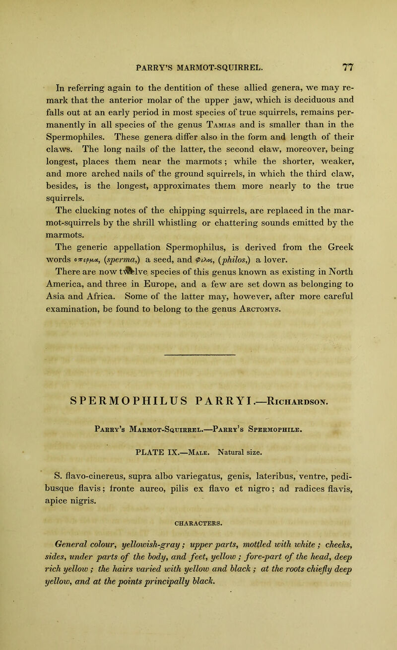 In referring again to the dentition of these allied genera, we may re- mark that the anterior molar of the upper jaw, which is deciduous and falls out at an early period in most species of true squirrels, remains per- manently in all species of the genus Tamias and is smaller than in the Spermophiles. These genera differ also in the form and length of their claws. The long nails of the latter, the second claw, moreover, being longest, places them near the marmots ; while the shorter, weaker, and more arched nails of the ground squirrels, in which the third claw, besides, is the longest, approximates them more nearly to the true squirrels. The clucking notes of the chipping squirrels, are replaced in the mar- mot-squirrels by the shrill whistling or chattering sounds emitted by the marmots. The generic appellation Spermophilus, is derived from the Greek words oiKffn*, (sperma,) a seed, and (philos,) a lover. There are now td&lve species of this genus known as existing in North America, and three in Europe, and a few are set down as belonging to Asia and Africa. Some of the latter may, however, after more careful examination, be found to belong to the genus Arctomys. SPERMOPHILUS P A R R YI .—Richardson. Parry’s Marmot-Squirrel.—Parry’s Spermophile. PLATE IX.—Male. Natural size. S. flavo-cinereus, supra albo variegatus, genis, lateribus, ventre, pedi- busque flavis; fronte aureo, pilis ex flavo et nigro; ad radices flavis, apice nigris. CHARACTERS. General colour, yellowish-gray; upper parts, mottled with white ; cheeks, sides, under parts of the body, and feet, yellow ; fore-part of the head, deep rich yellow ; the hairs varied with yellow and black ; at the roots chiefly deep yellow, and at the points principally black.