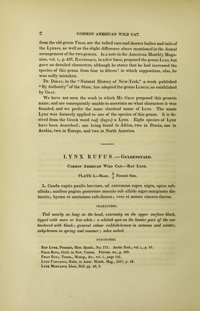 from the old genus Felis, are the tufted ears and shorter bodies and tails of the Lynxes, as well as the slight difference above mentioned in the dental arrangement of the two genera. In a note in the American Monthly Maga- zine, vol. i., p. 437, Rafinesque, in afew lines, proposed the genus Lynx, but gave no detailed characters, although he states that he had increased the species of this genus from four to fifteen ! in which supposition, alas, he was sadly mistaken. Dr. Dekay, in the “Natural History of New-York,” a work published “ By Authority” of the State, has adopted the genus Lyncus, as established by Gray. We have not seen the work in which Mr. Gray proposed this generic name, and are consequently unable to ascertain on what characters it was founded, and we prefer the more classical name of Lynx. The name Lynx was formerly applied to one of the species of this genus. It is de- rived from the Greek word Awyg (lugx,) a Lynx. Eight species of Lynx have been described; one being found in Africa, two in Persia, one in Arabia, two in Europe, and two in North America. LYNX RUFUS. — Guldenstaed. Common American Wild Cat.—Bay Lynx. PLATE I.—Male. ^ Natural Size. 4 L. Cauda capite paullo breviore, ad extremum supra nigra, apice sub- albida; auribus pagina posteriore maculo sub albido nigro marginato dis- tinctis ; hyeme et auctumno rufo-fuscus ; vere et aestate cinereo-fuscus. CHARACTERS. Tail nearly as long as the head, extremity on the upper surface black, tipped with more or less white; a whitish spot on the hinder part of the ear bordered with black; general colour reddish-brown in autumn and winter, ashy-brown in spring and summer; soles naked. SYNONYMES. Bay Lynx, Pennant, Hist. Quadr., No. 171. Arctic Zool., vol. i„ p. 51. Felis Rufa, Guld. in Nov. Comm. Petross. xx., p. 499. Felis Rufa, Temm., Monog., &c., vol. i., page 141. Lynx Fasciatus, Rafin. in Amer. Month. Mag., 1817, p. 46, Lynx Montanus, Idem, Ibid. pp. 46, 2.