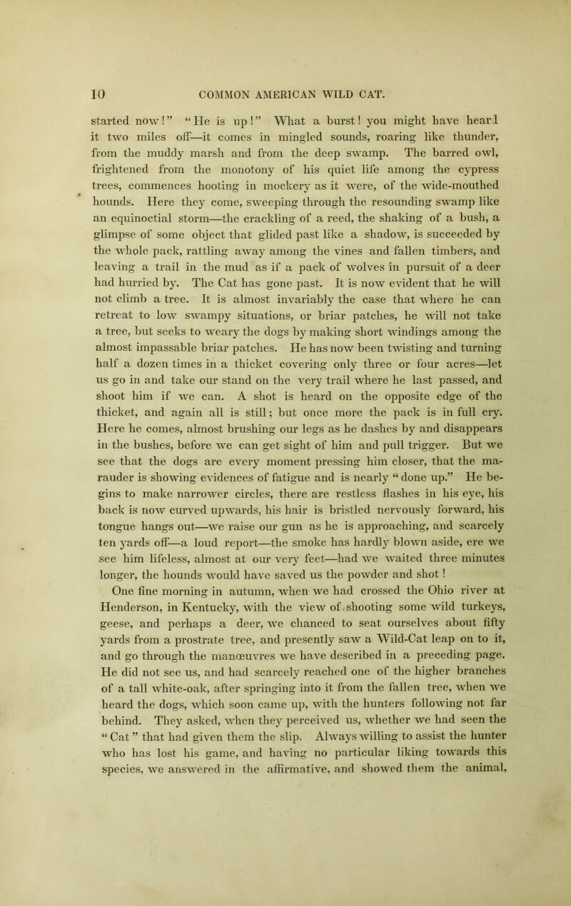 started now!” “He is up!” What a burst! you might have hearl it two miles off—it comes in mingled sounds, roaring like thunder, from the muddy marsh and from the deep swamp. The barred owl, frightened from the monotony of his quiet life among the cypress trees, commences hooting in mockery as it were, of the wide-mouthed hounds. Here they come, sweeping through the resounding swamp like an equinoctial storm—the crackling of a reed, the shaking of a bush, a glimpse of some object that glided past like a shadow, is succeeded by the whole pack, rattling away among the vines and fallen timbers, and leaving a trail in the mud as if a pack of wolves in pursuit of a deer had hurried by. The Cat has gone past. It is now evident that he will not climb a tree. It is almost invariably the case that where he can retreat to low swampy situations, or briar patches, he will not take a tree, but seeks to weary the dogs by making short windings among the almost impassable briar patches. He has now been twisting and turning half a dozen times in a thicket covering only three or four acres—let us go in and take our stand on the very trail where he last passed, and shoot him if we can. A shot is heard on the opposite edge of the thicket, and again all is still; but once more the pack is in full cry. Here he comes, almost brushing our legs as he dashes by and disappears in the bushes, before we can get sight of him and pull trigger. But we see that the dogs are every moment pressing him closer, that the ma- rauder is showing evidences of fatigue and is nearly “ done up.” He be- gins to make narrower circles, there are restless flashes in his eye, his back is now curved upwards, his hair is bristled nervously forward, his tongue hangs out—we raise our gun as he is approaching, and scarcely ten yards off—a loud report—the smoke has hardly blown aside, ere we see him lifeless, almost at our very feet—had we waited three minutes longer, the hounds would have saved us the powder and shot! One fine morning in autumn, when we had crossed the Ohio river at Henderson, in Kentucky, with the view of . shooting some wild turkeys, geese, and perhaps a deer, we chanced to seat ourselves about fifty yards from a prostrate tree, and presently saw a Wild-Cat leap on to it, and go through the manoeuvres we have described in a preceding page. He did not see us, and had scarcely reached one of the higher branches of a tall white-oak, after springing into it from the fallen tree, when we heard the dogs, which soon came up, with the hunters following not tar behind. They asked, when they perceived us, whether we had seen the “ Cat ” that had given them the slip. Always willing to assist the hunter who has lost his game, and having no particular liking towards this species, we answered in the affirmative, and showed them the animal,