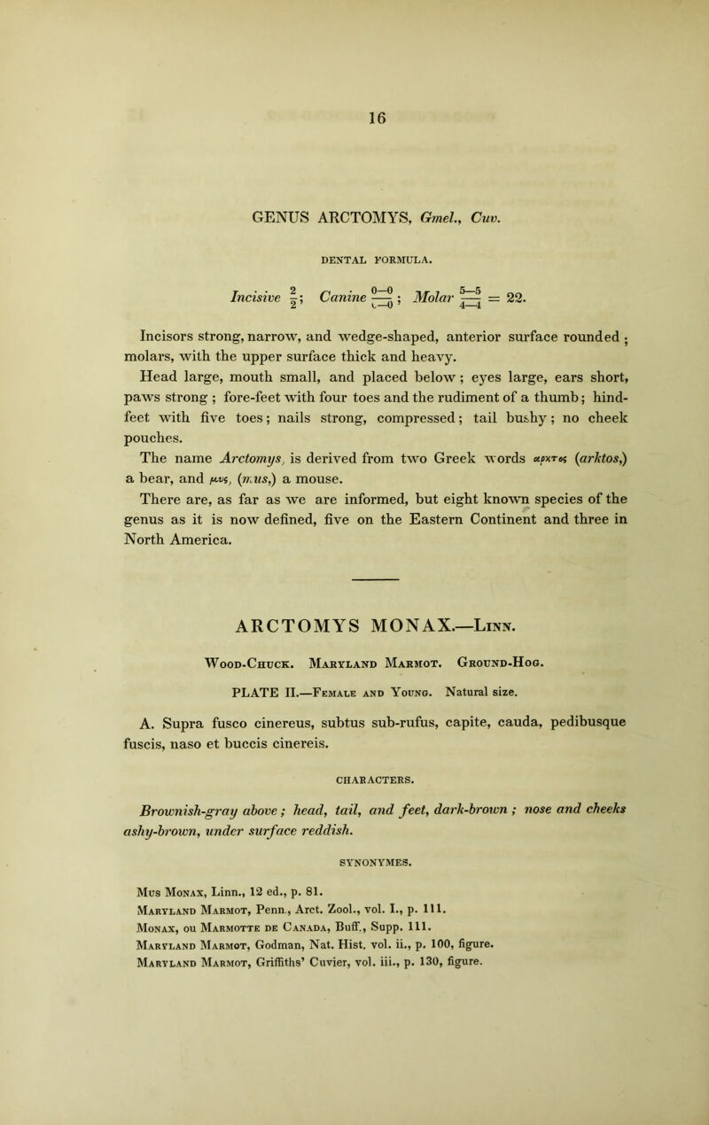 GENUS ARCTOMYS, Gmel., Cuv. DENTAL FORMULA. Incisive Canine ; Molar = 22. Incisors strong, narrow, and wedge-shaped, anterior surface rounded ; molars, with the upper surface thick and heavy. Head large, mouth small, and placed below; eyes large, ears short, paws strong ; fore-feet with four toes and the rudiment of a thumb; hind- feet with five toes; nails strong, compressed; tail bushy; no cheek pouches. The name Arctomys, is derived from two Greek words upxrot (arktos,) a bear, and ftvs, (mas,) a mouse. There are, as far as we are informed, but eight known species of the genus as it is now defined, five on the Eastern Continent and three in North America. ARCTOMYS MONAX.—Linn. Wood-Chuck. Maryland Marmot. Ground-Hog. PLATE II.—Female and Young. Natural size. A. Supra fusco cinereus, subtus sub-rufus, capite, cauda, pedibusque fuscis, naso et buccis cinereis. CHARACTERS. Brownish-gray above; head, tail, and feet, dark-brown ; nose and cheeks ashy-brown, under surface reddish. SYNONYMES. Mus Monax, Linn., 12 ed., p. 81. Maryland Marmot, Penn., Arct. Zool., vol. I., p. 111. Monax, ou Marmotte de Canada, Buff., Supp. 111. Maryland Marmot, Godman, Nat. Hist. vol. ii., p. 100, figure. Maryland Marmot, Griffiths’ Cuvier, vol. iii., p. 130, figure.