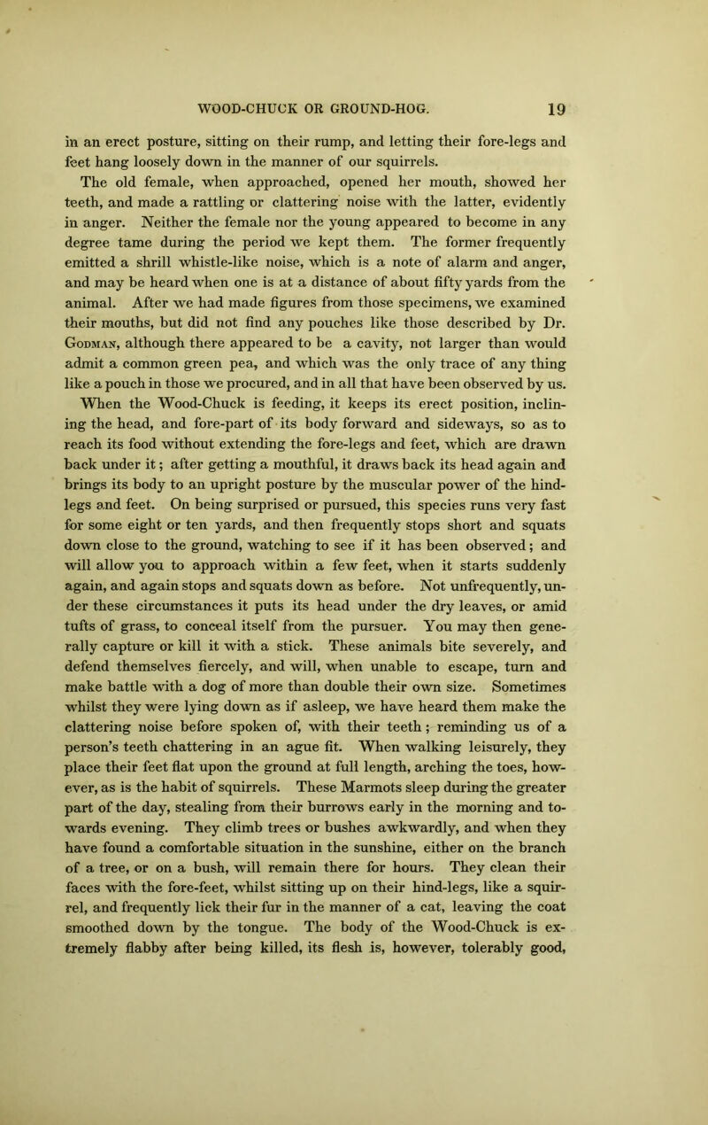 in an erect posture, sitting on their rump, and letting their fore-legs and feet hang loosely down in the manner of our squirrels. The old female, when approached, opened her mouth, showed her teeth, and made a rattling or clattering noise with the latter, evidently in anger. Neither the female nor the young appeared to become in any degree tame during the period we kept them. The former frequently emitted a shrill whistle-like noise, which is a note of alarm and anger, and may be heard when one is at a distance of about fifty yards from the animal. After we had made figures from those specimens, we examined their mouths, but did not find any pouches like those described by Dr. Godman, although there appeared to be a cavity, not larger than would admit a common green pea, and which was the only trace of any thing like a pouch in those we procured, and in all that have been observed by us. When the Wood-Chuck is feeding, it keeps its erect position, inclin- ing the head, and fore-part of its body forward and sideways, so as to reach its food without extending the fore-legs and feet, which are drawn back under it; after getting a mouthful, it draws back its head again and brings its body to an upright posture by the muscular power of the hind- legs and feet. On being surprised or pursued, this species runs very fast for some eight or ten yards, and then frequently stops short and squats down close to the ground, watching to see if it has been observed; and will allow you to approach within a few feet, when it starts suddenly again, and again stops and squats down as before. Not unfrequently, un- der these circumstances it puts its head under the dry leaves, or amid tufts of grass, to conceal itself from the pursuer. You may then gene- rally capture or kill it with a stick. These animals bite severely, and defend themselves fiercely, and will, when unable to escape, turn and make battle with a dog of more than double their own size. Sometimes whilst they were lying down as if asleep, we have heard them make the clattering noise before spoken of, with their teeth; reminding us of a person’s teeth chattering in an ague fit. When walking leisurely, they place their feet flat upon the ground at full length, arching the toes, how- ever, as is the habit of squirrels. These Marmots sleep during the greater part of the day, stealing from their burrows early in the morning and to- wards evening. They climb trees or bushes awkwardly, and when they have found a comfortable situation in the sunshine, either on the branch of a tree, or on a bush, will remain there for hours. They clean their faces with the fore-feet, whilst sitting up on their hind-legs, like a squir- rel, and frequently lick their fur in the manner of a cat, leaving the coat smoothed down by the tongue. The body of the Wood-Chuck is ex- tremely flabby after being killed, its flesh is, however, tolerably good,