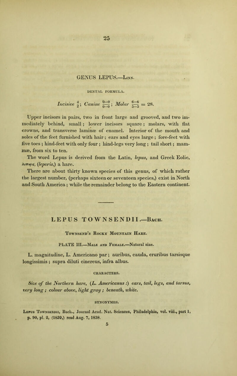 GENUS LEPUS.—Linn. DENTAL FORMULA. Incisive i; Canine ; Molar = 28. Upper incisors in pairs, two in front large and grooved, and two im- mediately behind, small ; lower incisors square; molars, with flat crowns, and transverse laminae of enamel. Interior of the mouth and soles of the feet furnished with hair; ears and eyes large ; fore-feet with five toes ; hind-feet with only four ; hind-legs very long ; tail short; mam- mae, from six to ten. The word Lepus is derived from the Latin, lepus, and Greek Eolic, Aejto/xs, (leporis,) a hare. There are about thirty known species of this genus, of which rather the largest number, (perhaps sixteen or seventeen species,) exist in North and South America; while the remainder belong to the Eastern continent. LEPUS TOWNSENDII .—Bach. Townsend’s Rocky Mountain Hare. PLATE III.—Male and Female.—Natural size. L. magnitudine, L. Americano par; auribus, cauda, cruribus tarsisque longissimis ; supra diluti cinereus, infra albus. CHARACTERS. Size of the Northern hare, (L. Americanus:) ears, tail, legs, and tarsus, very long ; colour above, light gray ; beneath, white. SYNONYMES. Lepus Townsendii, Bach., Journal Acad. Nat. Sciences, Philadelphia, vol. viii., part 1, p. 90, pi. 2, (1839,) read Aug. 7, 1838. 5