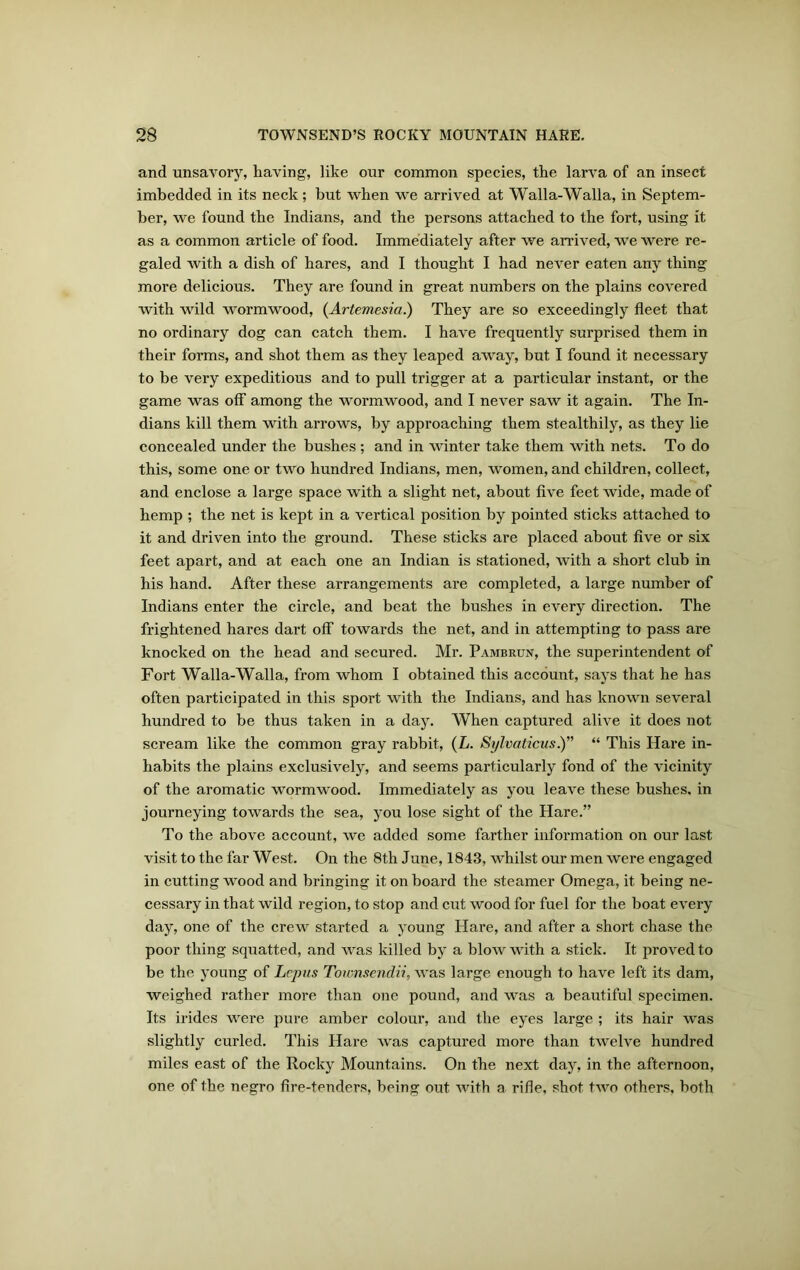 and unsavory, having, like our common species, the larva of an insect imbedded in its neck ; but when we arrived at Walla-Walla, in Septem- ber, we found the Indians, and the persons attached to the fort, using it as a common article of food. Immediately after we arrived, we were re- galed with a dish of hares, and I thought I had never eaten any thing more delicious. They are found in great numbers on the plains covered with wild wormwood, (Artemesia.) They are so exceedingly fleet that no ordinary dog can catch them. I have frequently surprised them in their forms, and shot them as they leaped away, but I found it necessary to be very expeditious and to pull trigger at a particular instant, or the game was off among the wormwood, and I never saw it again. The In- dians kill them with arrows, by approaching them stealthily, as they lie concealed under the bushes ; and in winter take them with nets. To do this, some one or two hundred Indians, men, women, and children, collect, and enclose a large space with a slight net, about five feet wide, made of hemp ; the net is kept in a vertical position by pointed sticks attached to it and driven into the ground. These sticks are placed about five or six feet apart, and at each one an Indian is stationed, with a short club in his hand. After these arrangements are completed, a large number of Indians enter the circle, and beat the bushes in every direction. The frightened hares dart off towards the net, and in attempting to pass are knocked on the head and secured. Mr. Pambrun, the superintendent of Fort Walla-Walla, from whom I obtained this account, says that he has often participated in this sport with the Indians, and has known several hundred to be thus taken in a day. When captured alive it does not scream like the common gray rabbit, (L. Sylvaticus.)” “ This Hare in- habits the plains exclusively, and seems particularly fond of the vicinity of the aromatic wormwood. Immediately as you leave these bushes, in journeying towards the sea, you lose sight of the Hare.” To the above account, we added some farther information on our last visit to the far West. On the 8th June, 1843, whilst our men were engaged in cutting wood and bringing it on board the steamer Omega, it being ne- cessary in that wild region, to stop and cut wood for fuel for the boat every day, one of the crew started a young Hare, and after a short chase the poor thing squatted, and was killed by a blow with a stick. It proved to be the young of Lcpus Townsendii, was large enough to have left its dam, weighed rather more than one pound, and was a beautiful specimen. Its irides were pure amber colour, and the eyes large ; its hair was slightly curled. This Hare was captured more than twelve hundred miles east of the Rocky Mountains. On the next day, in the afternoon, one of the negro fire-tenders, being out with a rifle, shot two others, both