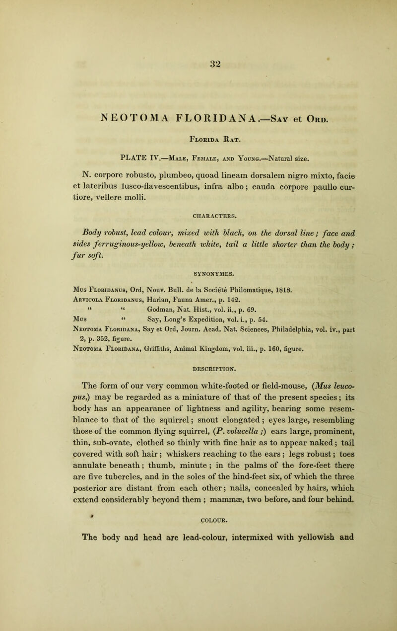 NEOTOMA FLORIDANA.—Say et Ord. Florida Rat. PLATE IV.—Male, Female, and YouNG.-^Natural size. N. corpore robusto, plumbeo, quoad lineam dorsalem nigro mixto, facie et lateribus iusco-flavescentibus, infra albo; cauda corpore paullo cur- tiore, vellere molli. CHARACTERS. Body robust, lead colour, mixed with black, on the dorsal line ; face and sides ferruginous-yellow, beneath white, tail a little shorter than the body; fur soft. SYNONYMES. Mus Floridanus, Ord, Nouv. Bull, de la Societe Philomatique, 1818. Arvicola Floridanus, Harlan, Fauna Amer., p. 142. “ “ Godman, Nat. Hist., vol. ii., p. 69. Mus “ Say, Long’s Expedition, vol. i., p. 54. Neotoma Floridana, Say et Ord, Journ. Acad. Nat. Sciences, Philadelphia, vol. iv., part 2, p. 352, figure. Neotoma Floridana, Griffiths, Animal Kingdom, vol. iii., p. 160, figure. DESCRIPTION. The form of our very common white-footed or field-mouse, (Mus leuco- pus,) may be regarded as a miniature of that of the present species; its body has an appearance of lightness and agility, bearing some resem- blance to that of the squirrel; snout elongated; eyes large, resembling those of the common flying squirrel, (P. volucella ;) ears large, prominent, thin, Sub-ovate, clothed so thinly with fine hair as to appear naked; tail covered with soft hair ; whiskers reaching to the ears ; legs robust; toes annulate beneath; thumb, minute; in the palms of the fore-feet there are five tubercles, and in the soles of the hind-feet six, of which the three posterior are distant from each other; nails, concealed by hairs, which extend considerably beyond them ; mammae, two before, and four behind. COLOUR. The body and head are lead-colour, intermixed with yellowish and