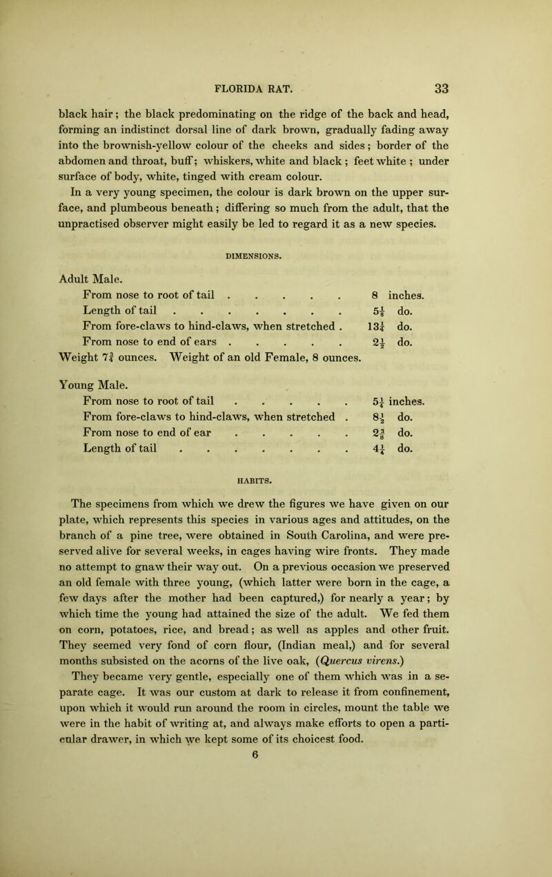 black hair; the black predominating on the ridge of the back and head, forming an indistinct dorsal line of dark brown, gradually fading away into the brownish-yellow colour of the cheeks and sides; border of the abdomen and throat, buff; whiskers, white and black; feet white; under surface of body, white, tinged with cream colour. In a very young specimen, the colour is dark brown on the upper sur- face, and plumbeous beneath ; differing so much from the adult, that the unpractised observer might easily be led to regard it as a new species. DIMENSIONS. Adult Male. From nose to root of tail 8 inches. Length of tail ....... 51 do. From fore-claws to hind-claws, when stretched . 131 do. From nose to end of ears ..... 21 do. Weight 7£ ounces. Weight of an old Female, 8 ounces. Young Male. From nose to root of tail ..... 51 inches. From fore-claws to hind-claws, when stretched . 81 do. From nose to end of ear ..... 21 do. Length of tail ....... 41 do. HABITS. The specimens from which we drew the figures we have given on our plate, which represents this species in various ages and attitudes, on the branch of a pine tree, were obtained in South Carolina, and were pre- served alive for several weeks, in cages having wire fronts. They made no attempt to gnaw their way out. On a previous occasion we preserved an old female with three young, (which latter were born in the cage, a few days after the mother had been captured,) for nearly a year; by which time the young had attained the size of the adult. We fed them on corn, potatoes, rice, and bread; as well as apples and other fruit. They seemed very fond of corn flour, (Indian meal,) and for several months subsisted on the acorns of the live oak, (Quercus virens.) They became very gentle, especially one of them which was in a se- parate cage. It was our custom at dark to release it from confinement, upon which it would run around the room in circles, mount the table we were in the habit of writing at, and always make efforts to open a parti- cular drawer, in which we kept some of its choicest food. 6
