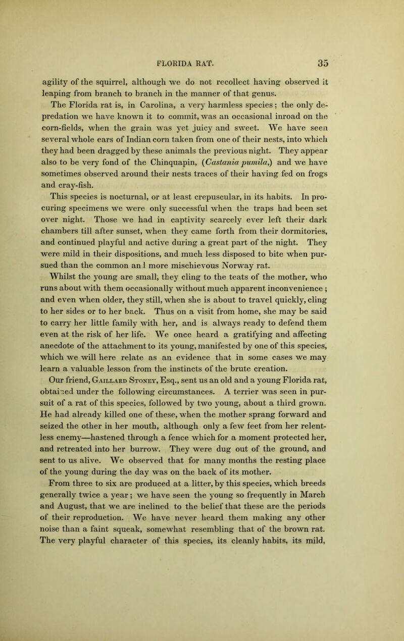 agility of the squirrel, although we do not recollect having observed it leaping from branch to branch in the manner of that genus. The Florida rat is, in Carolina, a very harmless species ; the only de- predation we have known it to commit, was an occasional inroad on the corn-fields, when the grain was yet juicy and sweet. We have seen several whole ears of Indian corn taken from one of their nests, into which they had been dragged by these animals the previous night. They appear also to be very fond of the Chinquapin, (Castania pumila,) and we have sometimes observed around their nests traces of their having fed on frogs and cray-fish. This species is nocturnal, or at least crepuscular, in its habits. In pro- curing specimens we were only successful when the traps had been set over night. Those we had in captivity scarcely ever left their dark chambers till after sunset, when they came forth from their dormitories, and continued playful and active during a great part of the night. They were mild in their dispositions, and much less disposed to bite when pur- sued than the common an 1 more mischievous Norway rat. Whilst the young are small, they cling to the teats of the mother, who runs about with them occasionally without much apparent inconvenience ; and even when older, they still, when she is about to travel quickly, cling to her sides or to her back. Thus on a visit from home, she may be said to carry her little family with her, and is always ready to defend them even at the risk of her life. We once heard a gratifying and affecting anecdote of the attachment to its young, manifested by one of this species, which we will here relate as an evidence that in some cases we may learn a valuable lesson from the instincts of the brute creation. Our friend, Gaillard Stoney, Esq., sent us an old and a young Florida rat, obtained under the following circumstances. A terrier was seen in pur- suit of a rat of this species, followed by two young, about a third grown. He had already killed one of these, when the mother sprang forward and seized the other in her mouth, although only a few feet from her relent- less enemy—hastened through a fence which for a moment protected her, and retreated into her burrow. They were dug out of the ground, and sent to us alive. We observed that for many months the resting place of the young during the day was on the back of its mother. From three to six are produced at a litter, by this species, which breeds generally twice a year; we have seen the young so frequently in March and August, that we are inclined to the belief that these are the periods of their reproduction. We have never heard them making any other noise than a faint squeak, somewhat resembling that of the brown rat. The very playful character of this species, its cleanly habits, its mild,