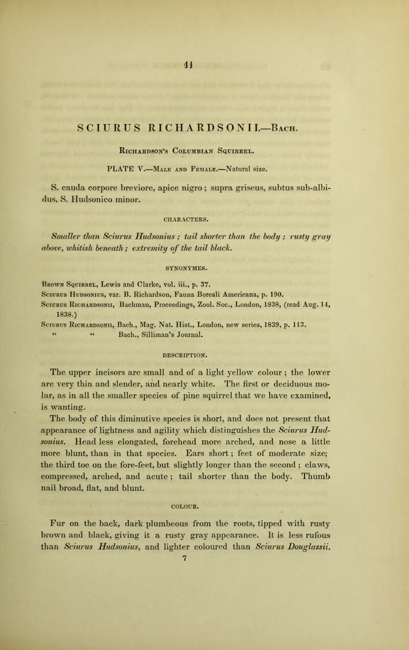 SCIURUS RICHARDSONI I.—Bach. Richardson’s Columbian Squirrel. PLATE V.—Male and Female.—Natural size. S. cauda corpore breviore, apice nigro; supra griseus, subtus sub-albi- dus, S. Hudsonico minor. CHARACTERS. Smaller than Sciurus Huclsonius ; tail shorter than the body ; rusty gray above, whitish beneath; extremity of the tail black. SYNONYMES. Brown Squirrel, Lewis and Clarke, vol. iii., p. 37. Sciurus Hudsonius, var. B. Richardson, Fauna Boreali Americana, p. 190. Sciurus Richardsonii, Bachman, Proceedings, Zool. Soe., London, 1838, (read Aug. 14, 1838.) Sciurus Richardsonii, Bach., Mag. Nat. Hist., London, new series, 1839, p. 113. “ “ Bach., Silliman’s Journal. DESCRIPTION. The upper incisors are small and of a light yellow colour ; the lower are very thin and slender, and nearly white. The first or deciduous mo- lar, as in all the smaller species of pine squirrel that we have examined, is wanting. The body of this diminutive species is short, and does not present that appearance of lightness and agility which distinguishes the Sciurus Hud- sonius. Head less elongated, forehead more arched, and nose a little more blunt, than in that species. Ears short; feet of moderate size; the third toe on the fore-feet, but slightly longer than the second ; claws, compressed, arched, and acute ; tail shorter than the body. Thumb nail broad, flat, and blunt. COLOUR. Fur on the back, dark plumbeous from the roots, tipped with rusty brown and black, giving it a rusty gray appearance. It is less rufous than Sciurus Hudsonius, and lighter coloured than Sciurus Douglassii. 7