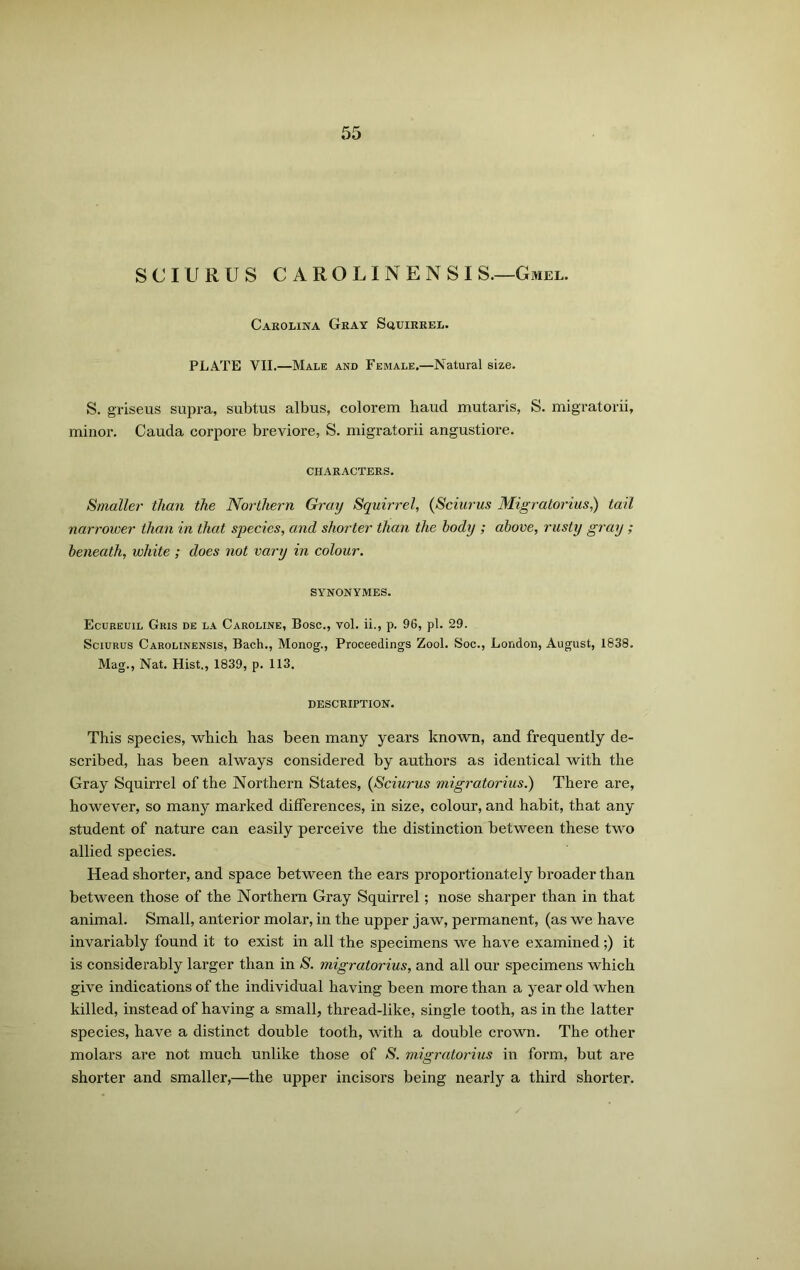 SCIU iUS CAROLINENSI S.—Gmel. Carolina Gray Squirrel. PLATE VII.—Male and Female.—Natural size. S. griseus supra, subtus albus, colorem haud mutaris, S. migratorii, minor. Cauda corpore breviore, S. migratorii angustiore. CHARACTERS. Smaller than the Northern Gray Squirrel, (Sciurus Migratorius,) tail narrower than in that species, and shorter than the body ; above, rusty gray; beneath, white ; does not vary in colour. SYNONYMES. Ecureuil Gris de la Caroline, Bose., vol. ii., p. 96, pi. 29. Sciurus Carolinensis, Bach., Monog., Proceedings Zool. Soc., London, August, 1838. Mag., Nat. Hist., 1839, p. 113. DESCRIPTION. This species, which has been many years known, and frequently de- scribed, has been always considered by authors as identical with the Gray Squirrel of the Northern States, (Sciurus migratorius.) There are, however, so many marked differences, in size, colour, and habit, that any student of nature can easily perceive the distinction between these two allied species. Head shorter, and space between the ears proportionately broader than between those of the Northern Gray Squirrel; nose sharper than in that animal. Small, anterior molar, in the upper jaw, permanent, (as we have invariably found it to exist in all the specimens we have examined;) it is considerably larger than in S. migratorius, and all our specimens which give indications of the individual having been more than a year old when killed, instead of having a small, thread-like, single tooth, as in the latter species, have a distinct double tooth, with a double crown. The other molars are not much unlike those of S. migratorius in form, but are shorter and smaller,—the upper incisors being nearly a third shorter.