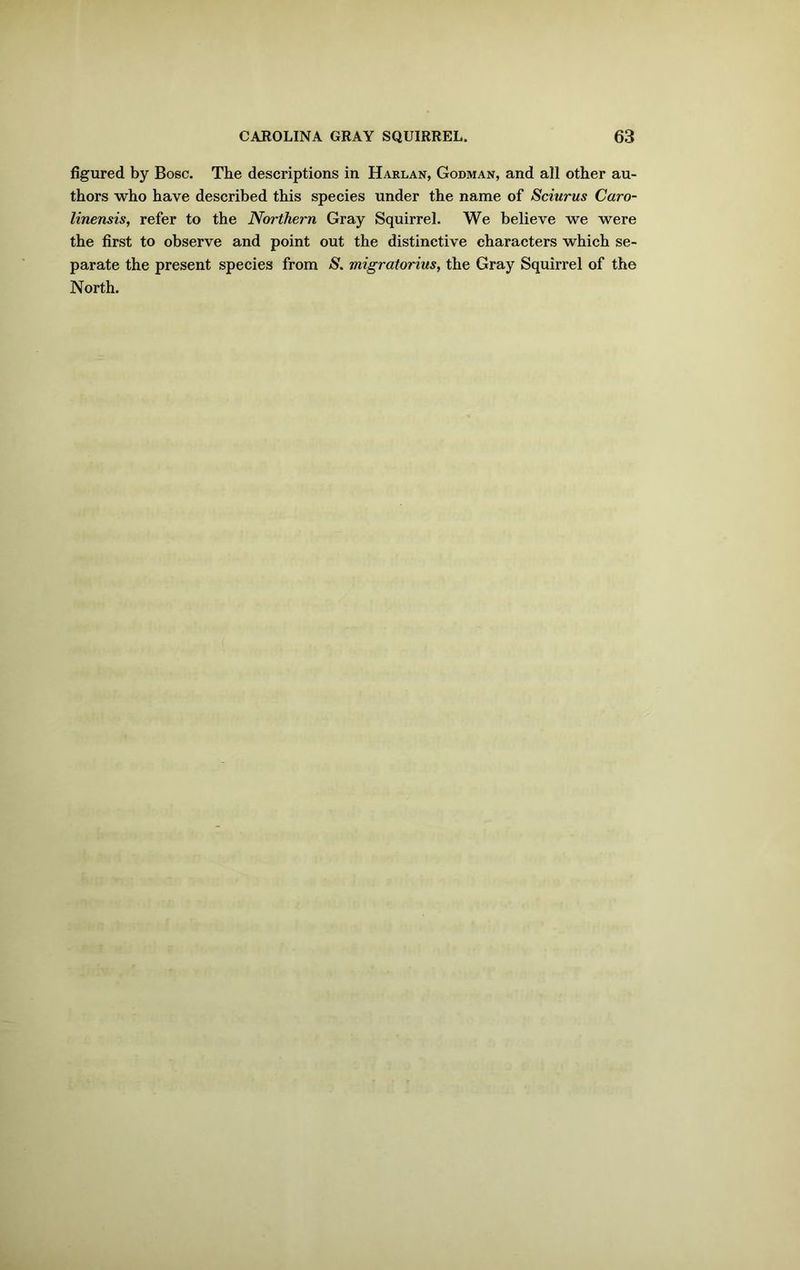 figured by Bose. The descriptions in Harlan, Godman, and all other au- thors who have described this species under the name of Sciurus Caro- linensis, refer to the Northern Gray Squirrel. We believe we were the first to observe and point out the distinctive characters which se- parate the present species from S. migratorius, the Gray Squirrel of the North.