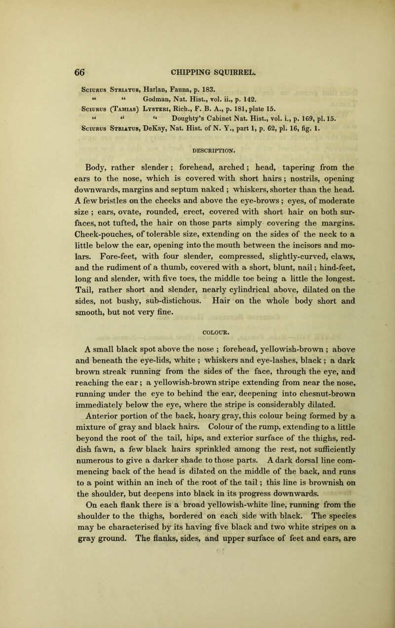 Sciurus Striatus, Harlan, Fauna, p. 183. u “ Godman, Nat. Hist., vol. ii., p. 142. Sciurus (Tamias) Lysteri, Rich., F. B. A., p. 181, plate 15. “ “ “ Doughty’s Cabinet Nat. Hist., vol. i., p. 169, pi. 15. Sciurus Striatus, DeKay, Nat. Hist, of N. Y., part 1, p. 62, pi. 16, fig. 1. DESCRIPTION. Body, rather slender; forehead, arched; head, tapering from the ears to the nose, which is covered with short hairs; nostrils, opening downwards, margins and septum naked ; whiskers, shorter than the head. A few bristles on the cheeks and above the eye-brows ; eyes, of moderate size ; ears, ovate, rounded, erect, covered with short hair on both sur- faces, not tufted, the hair on those parts simply covering the margins. Cheek-pouches, of tolerable size, extending on the sides of the neck to a little below the ear, opening into the mouth between the incisors and mo- lars. Fore-feet, with four slender, compressed, slightly-curved, claws, and the rudiment of a thumb, covered with a short, blunt, nail; hind-feet, long and slender, with five toes, the middle toe being a little the longest. Tail, rather short and slender, nearly cylindrical above, dilated on the sides, not bushy, sub-distichous. Hair on the whole body short and smooth, but not very fine. COLOUR. A small black spot above the nose ; forehead, yellowish-brown ; above and beneath the eye-lids, white ; whiskers and eye-lashes, black ; a dark brown streak running from the sides of the face, through the eye, and reaching the ear; a yellowish-brown stripe extending from near the nose, running under the eye to behind the ear, deepening into chesnut-brown immediately below the eye, where the stripe is considerably dilated. Anterior portion of the back, hoary gray, this colour being formed by a mixture of gray and black hairs. Colour of the rump, extending to a little beyond the root of the tail, hips, and exterior surface of the thighs, red- dish fawn, a few black hairs sprinkled among the rest, not sufficiently numerous to give a darker shade to those parts. A dark dorsal line com- mencing back of the head is dilated on the middle of the back, and runs to a point within an inch of the root of the tail; this line is brownish on the shoulder, but deepens into black in its progress downwards. On each flank there is a broad yellowish-white line, running from the shoulder to the thighs, bordered on each side with black. The species may be characterised by its having five black and two white stripes on a gray ground. The flanks, sides, and upper surface of feet and ears, are