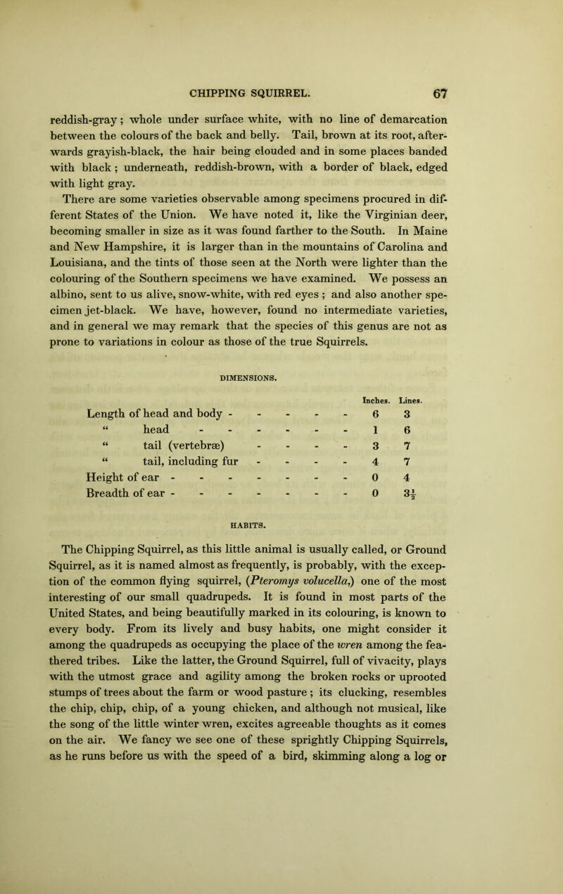 reddish-gray; whole under surface white, with no line of demarcation between the colours of the back and belly. Tail, brown at its root, after- wards grayish-black, the hair being clouded and in some places banded with black; underneath, reddish-brown, with a border of black, edged with light gray. There are some varieties observable among specimens procured in dif- ferent States of the Union. We have noted it, like the Virginian deer, becoming smaller in size as it was found farther to the South. In Maine and New Hampshire, it is larger than in the mountains of Carolina and Louisiana, and the tints of those seen at the North were lighter than the colouring of the Southern specimens we have examined. We possess an albino, sent to us alive, snow-white, with red eyes ; and also another spe- cimen jet-black. We have, however, found no intermediate varieties, and in general we may remark that the species of this genus are not as prone to variations in colour as those of the true Squirrels. DIMENSIONS. Inches. Lines. 6 3 1 6 3 7 4 7 0 4 0 3i Length of head and body - “ head - “ tail (vertebrae) “ tail, including fur Height of ear - Breadth of ear - HABITS. The Chipping Squirrel, as this little animal is usually called, or Ground Squirrel, as it is named almost as frequently, is probably, with the excep- tion of the common flying squirrel, (Pteromys volucella,) one of the most interesting of our small quadrupeds. It is found in most parts of the United States, and being beautifully marked in its colouring, is known to every body. From its lively and busy habits, one might consider it among the quadrupeds as occupying the place of the wren among the fea- thered tribes. Like the latter, the Ground Squirrel, full of vivacity, plays with the utmost grace and agility among the broken rocks or uprooted stumps of trees about the farm or wood pasture ; its clucking, resembles the chip, chip, chip, of a young chicken, and although not musical, like the song of the little winter wren, excites agreeable thoughts as it comes on the air. We fancy we see one of these sprightly Chipping Squirrels, as he runs before us with the speed of a bird, skimming along a log or
