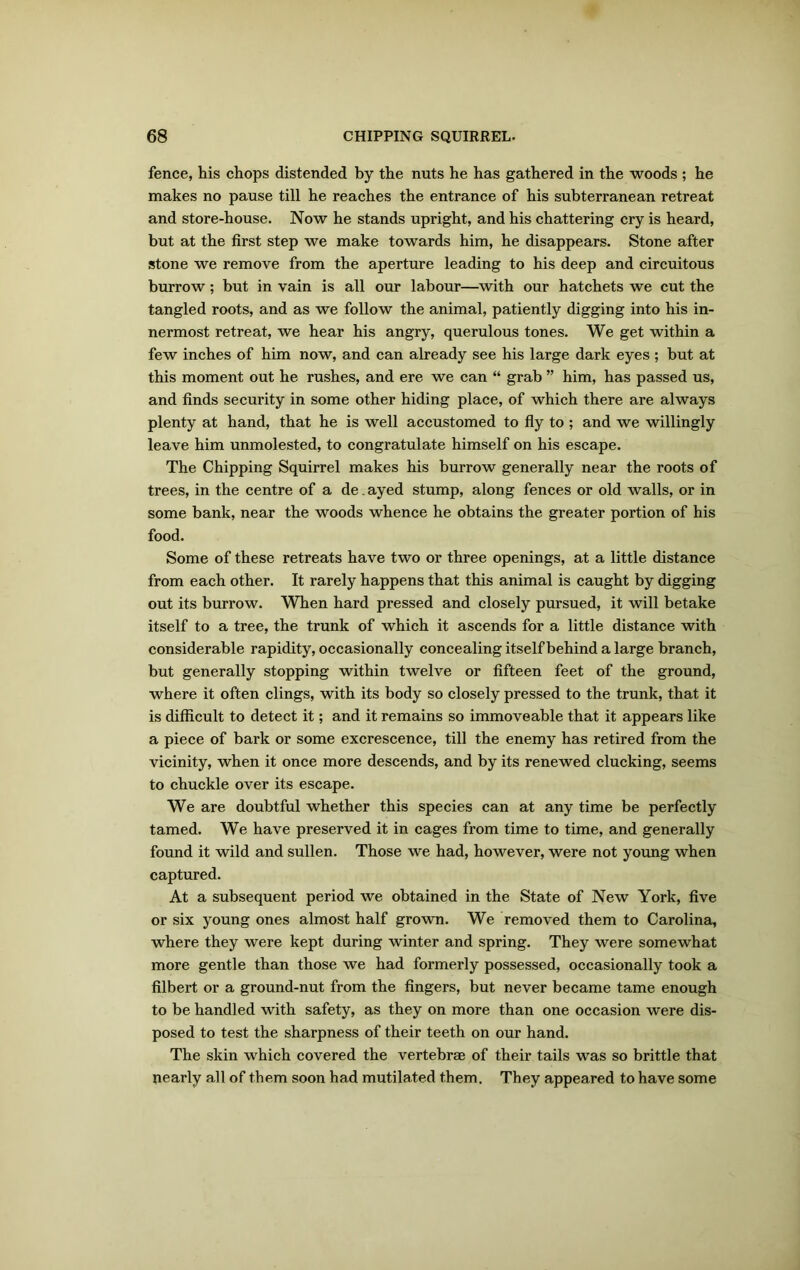 fence, his chops distended by the nuts he has gathered in the woods ; he makes no pause till he reaches the entrance of his subterranean retreat and store-house. Now he stands upright, and his chattering cry is heard, but at the first step we make towards him, he disappears. Stone after stone we remove from the aperture leading to his deep and circuitous burrow; but in vain is all our labour—with our hatchets we cut the tangled roots, and as we follow the animal, patiently digging into his in- nermost retreat, we hear his angry, querulous tones. We get within a few inches of him now, and can already see his large dark eyes ; but at this moment out he rushes, and ere we can “ grab ” him, has passed us, and finds security in some other hiding place, of which there are always plenty at hand, that he is well accustomed to fly to ; and we willingly leave him unmolested, to congratulate himself on his escape. The Chipping Squirrel makes his burrow generally near the roots of trees, in the centre of a de. ayed stump, along fences or old walls, or in some bank, near the woods whence he obtains the greater portion of his food. Some of these retreats have two or three openings, at a little distance from each other. It rarely happens that this animal is caught by digging out its burrow. When hard pressed and closely pursued, it will betake itself to a tree, the trunk of which it ascends for a little distance with considerable rapidity, occasionally concealing itself behind a large branch, but generally stopping within twelve or fifteen feet of the ground, where it often clings, with its body so closely pressed to the trunk, that it is difficult to detect it; and it remains so immoveable that it appears like a piece of bark or some excrescence, till the enemy has retired from the vicinity, when it once more descends, and by its renewed clucking, seems to chuckle over its escape. We are doubtful whether this species can at any time be perfectly tamed. We have preserved it in cages from time to time, and generally found it wild and sullen. Those we had, however, were not young when captured. At a subsequent period we obtained in the State of New York, five or six young ones almost half grown. We removed them to Carolina, where they were kept during winter and spring. They were somewhat more gentle than those we had formerly possessed, occasionally took a filbert or a ground-nut from the fingers, but never became tame enough to be handled with safety, as they on more than one occasion were dis- posed to test the sharpness of their teeth on our hand. The skin which covered the vertebrae of their tails was so brittle that nearly all of them soon had mutilated them. They appeared to have some
