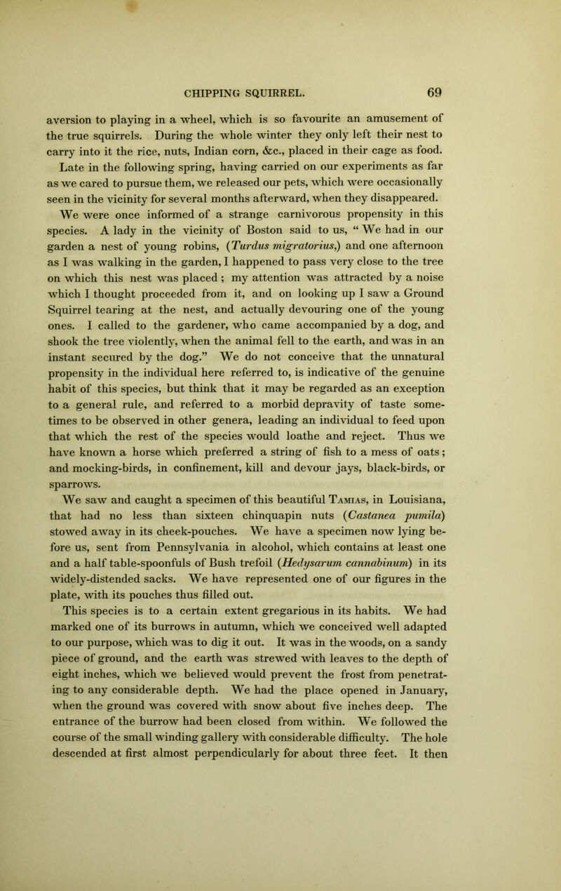 aversion to playing in a wheel, which is so favourite an amusement of the true squirrels. During the whole winter they only left their nest to carry into it the rice, nuts, Indian corn, &c., placed in their cage as food. Late in the following spring, having carried on our experiments as far as we cared to pursue them, we released our pets, which were occasionally seen in the vicinity for several months afterward, when they disappeared. We were once informed of a strange carnivorous propensity in this species. A lady in the vicinity of Boston said to us, “We had in our garden a nest of young robins, (Turdus migratorius,) and one afternoon as I was walking in the garden, I happened to pass very close to the tree on which this nest was placed ; my attention was attracted by a noise which I thought proceeded from it, and on looking up I saw a Ground Squirrel tearing at the nest, and actually devouring one of the young ones. I called to the gardener, who came accompanied by a dog, and shook the tree violently, when the animal fell to the earth, and was in an instant secured by the dog.” We do not conceive that the unnatural propensity in the individual here referred to, is indicative of the genuine habit of this species, but think that it may be regarded as an exception to a general rule, and referred to a morbid depravity of taste some- times to be observed in other genera, leading an individual to feed upon that which the rest of the species would loathe and reject. Thus we have known a horse which preferred a string of fish to a mess of oats; and mocking-birds, in confinement, kill and devour jays, black-birds, or sparrows. We saw and caught a specimen of this beautiful Tamias, in Louisiana, that had no less than sixteen chinquapin nuts (Castanea pumila) stowed away in its cheek-pouches. We have a specimen now lying be- fore us, sent from Pennsylvania in alcohol, which contains at least one and a half table-spoonfuls of Bush trefoil (Hedysarum cannabinum) in its widely-distended sacks. We have represented one of our figures in the plate, with its pouches thus filled out. This species is to a certain extent gregarious in its habits. We had marked one of its burrows in autumn, which we conceived well adapted to our purpose, which was to dig it out. It was in the woods, on a sandy piece of ground, and the earth was strewed with leaves to the depth of eight inches, which we believed would prevent the frost from penetrat- ing to any considerable depth. We had the place opened in January, when the ground was covered with snow about five inches deep. The entrance of the burrow had been closed from within. We followed the course of the small winding gallery with considerable difficulty. The hole descended at first almost perpendicularly for about three feet. It then