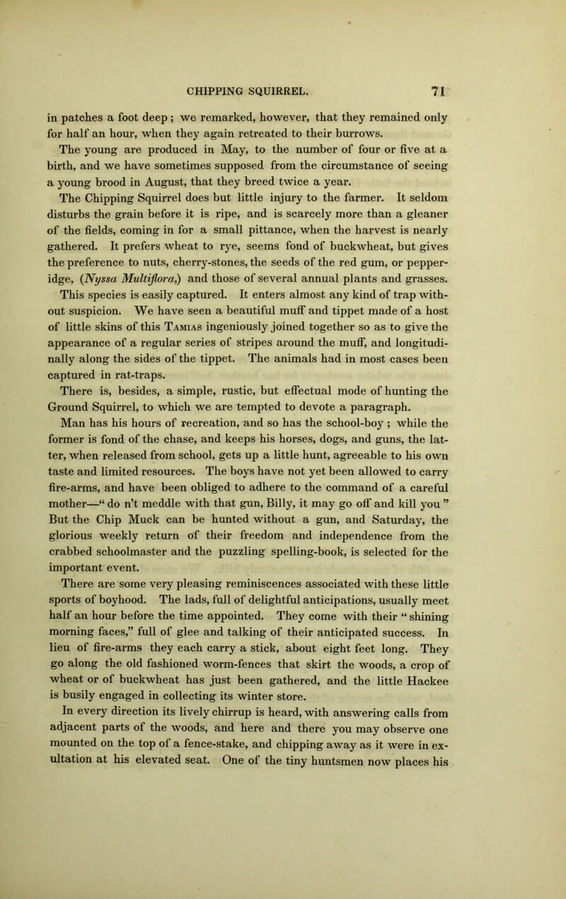 in patches a foot deep; we remarked, however, that they remained only for half an hour, when they again retreated to their burrows. The young are produced in May, to the number of four or five at a birth, and we have sometimes supposed from the circumstance of seeing a young brood in August, that they breed twice a year. The Chipping Squirrel does but little injury to the farmer. It seldom disturbs the grain before it is ripe, and is scarcely more than a gleaner of the fields, coming in for a small pittance, when the harvest is nearly gathered. It prefers wheat to rye, seems fond of buckwheat, but gives the preference to nuts, cherry-stones, the seeds of the red gum, or pepper- idge, (Nyssa Multiflora,) and those of several annual plants and grasses. This species is easily captured. It enters almost any kind of trap with- out suspicion. We have seen a beautiful muff and tippet made of a host of little skins of this Tamias ingeniously joined together so as to give the appearance of a regular series of stripes around the muff, and longitudi- nally along the sides of the tippet. The animals had in most cases been captured in rat-traps. There is, besides, a simple, rustic, but effectual mode of hunting the Ground Squirrel, to which we are tempted to devote a paragraph. Man has his hours of recreation, and so has the school-boy ; while the former is fond of the chase, and keeps his horses, dogs, and guns, the lat- ter, when released from school, gets up a little hunt, agreeable to his own taste and limited resources. The boys have not yet been allowed to carry fire-arms, and have been obliged to adhere to the command of a careful mother—“ do n’t meddle with that gun, Billy, it may go off and kill you ” But the Chip Muck can be hunted without a gun, and Saturday, the glorious weekly return of their freedom and independence from the crabbed schoolmaster and the puzzling spelling-book, is selected for the important event. There are some very pleasing reminiscences associated with these little sports of boyhood. The lads, full of delightful anticipations, usually meet half an hour before the time appointed. They come with their “ shining morning faces,” full of glee and talking of their anticipated success. In lieu of fire-arms they each carry a stick, about eight feet long. They go along the old fashioned worm-fences that skirt the woods, a crop of wheat or of buckwheat has just been gathered, and the little Hackee is busily engaged in collecting its winter store. In every direction its lively chirrup is heard, with answering calls from adjacent parts of the woods, and here and there you may observe one mounted on the top of a fence-stake, and chipping away as it were in ex- ultation at his elevated seat. One of the tiny huntsmen now places his