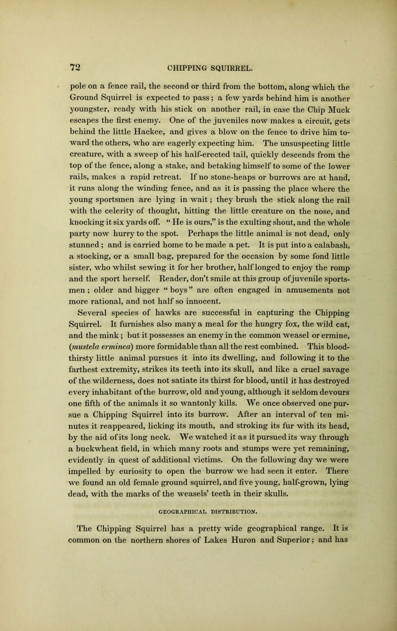 pole on a fence rail, the second or third from the bottom, along which the Ground Squirrel is expected to pass; a few yards behind him is another youngster, ready with his stick on another rail, in case the Chip Muck escapes the first enemy. One of the juveniles now makes a circuit, gets behind the little Hackee, and gives a blow on the fence to drive him to- ward the others, who are eagerly expecting him. The unsuspecting little creature, with a sweep of his half-erected tail, quickly descends from the top of the fence, along a stake, and betaking himself to some of the lower rails, makes a rapid retreat. If no stone-heaps or burrows are at hand, it runs along the winding fence, and as it is passing the place where the young sportsmen are lying in wait; they brush the stick along the rail with the celerity of thought, hitting the little creature on the nose, and knocking it six yards off. “ He is ours,” is the exulting shout, and the whole party now hurry to the spot. Perhaps the little animal is not dead, only stunned ; and is carried home to be made a pet. It is put into a calabash, a stocking, or a small bag, prepared for the occasion by some fond little sister, who whilst sewing it for her brother, half longed to enjoy the romp and the sport herself. Reader, don’t smile at this group of juvenile sports- men ; older and bigger “ boys ” are often engaged in amusements not more rational, and not half so innocent. Several species of hawks are successful in capturing the Chipping Squirrel. It furnishes also many a meal for the hungry fox, the wild cat, and the mink ; but it possesses an enemy in the common weasel or ermine, (mustela erminea) more formidable than all the rest combined. This blood- thirsty little animal pursues it into its dwelling, and following it to the farthest extremity, strikes its teeth into its skull, and like a cruel savage of the wilderness, does not satiate its thirst for blood, until it has destroyed every inhabitant of the burrow, old and young, although it seldom devours one fifth of the animals it so wantonly kills. We once observed one pur- sue a Chipping Squirrel into its burrow. After an interval of ten mi- nutes it reappeared, licking its mouth, and stroking its fur with its head, by the aid of its long neck. We watched it as it pursued its way through a buckwheat field, in which many roots and stumps were yet remaining, evidently in quest of additional victims. On the following day we were impelled by curiosity to open the burrow we had seen it enter. There we found an old female ground squirrel, and five young, half-grown, lying dead, with the marks of the weasels’ teeth in their skulls. GEOGRAPHICAL DISTRIBUTION. The Chipping Squirrel has a pretty wide geographical range. It is common on the northern shores of Lakes Huron and Superior; and has