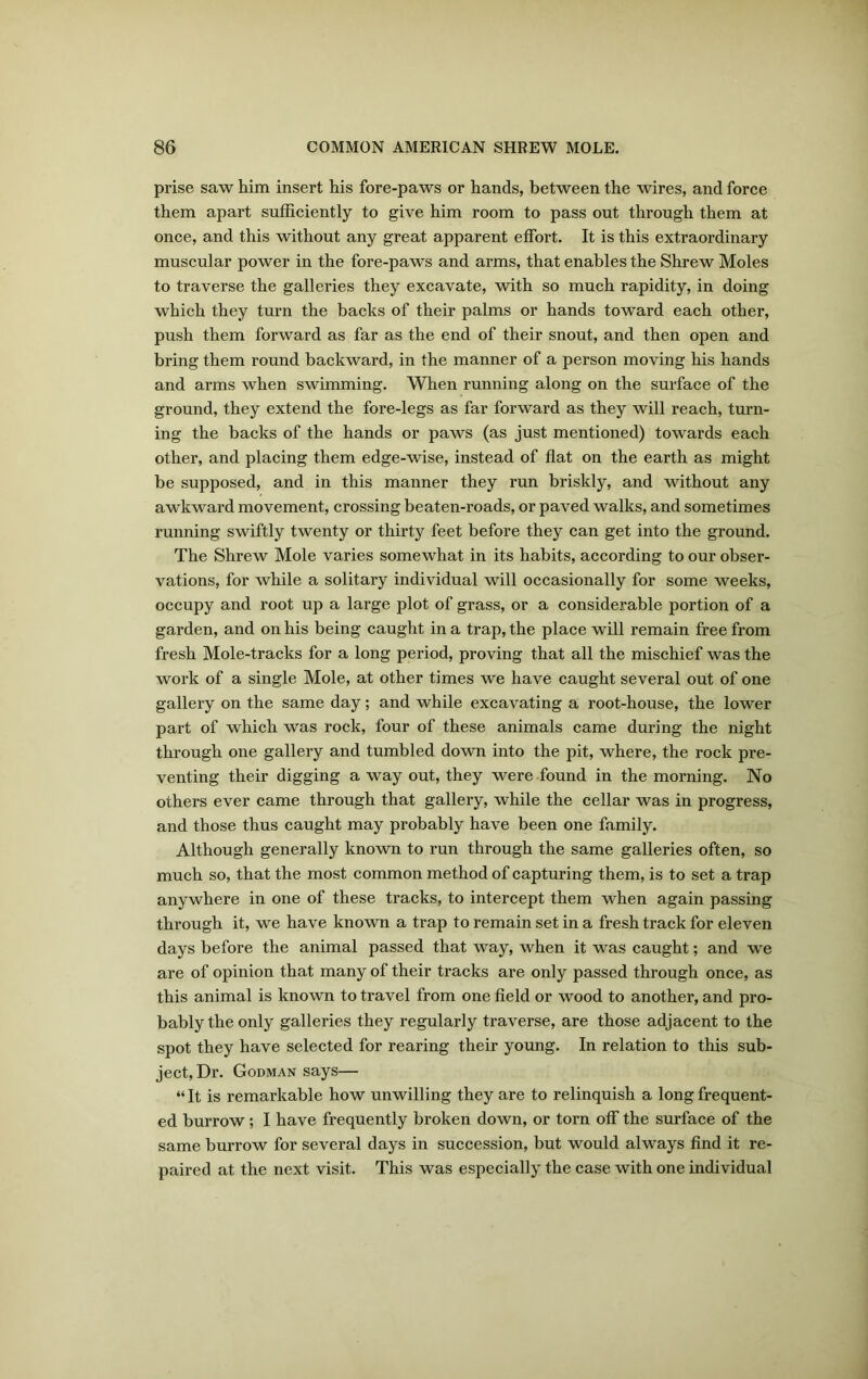 prise saw him insert his fore-paws or hands, between the wires, and force them apart sufficiently to give him room to pass out through them at once, and this without any great apparent effort. It is this extraordinary muscular power in the fore-paws and arms, that enables the Shrew Moles to traverse the galleries they excavate, with so much rapidity, in doing which they turn the backs of their palms or hands toward each other, push them forward as far as the end of their snout, and then open and bring them round backward, in the manner of a person moving his hands and arms when swimming. When running along on the surface of the ground, they extend the fore-legs as far forward as they will reach, turn- ing the backs of the hands or paws (as just mentioned) towards each other, and placing them edge-wise, instead of flat on the earth as might be supposed, and in this manner they run briskly, and without any awkward movement, crossing beaten-roads, or paved walks, and sometimes running swiftly twenty or thirty feet before they can get into the ground. The Shrew Mole varies somewhat in its habits, according to our obser- vations, for while a solitary individual will occasionally for some weeks, occupy and root up a large plot of grass, or a considerable portion of a garden, and on his being caught in a trap, the place will remain free from fresh Mole-tracks for a long period, proving that all the mischief was the work of a single Mole, at other times we have caught several out of one gallery on the same day; and while excavating a root-house, the lower part of which was rock, four of these animals came during the night through one gallery and tumbled down into the pit, where, the rock pre- venting their digging a way out, they were found in the morning. No others ever came through that gallery, while the cellar was in progress, and those thus caught may probably have been one family. Although generally known to run through the same galleries often, so much so, that the most common method of capturing them, is to set a trap anywhere in one of these tracks, to intercept them when again passing through it, we have known a trap to remain set in a fresh track for eleven days before the animal passed that way, when it was caught; and we are of opinion that many of their tracks are only passed through once, as this animal is known to travel from one field or wood to another, and pro- bably the only galleries they regularly traverse, are those adjacent to the spot they have selected for rearing their young. In relation to this sub- ject, Dr. Godman says— “It is remarkable how unwilling they are to relinquish a long frequent- ed burrow; I have frequently broken down, or torn off the surface of the same burrow for several days in succession, but would always find it re- paired at the next visit. This was especially the case with one individual