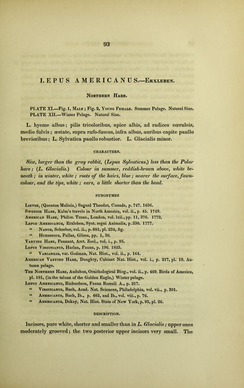 LEPUS AMERICANU S.—Erxleben. Northern Hare. PLATE XI.—Fig. 1, Male ; Fig. 2, Young Female. Summer Pelage. Natural Size. PLATE XII.—Winter Pelage. Natural Size. L. hyeme albus; pilis tricoloribus, apice albis, ad radices cceruleis, medio fulvis ; eestate, supra rufo-fuscus, infra albus, auribus capite paullo brevioribus; L. Sylvatica paullo robustior. L. Glacialis minor. CHARACTERS. Size, larger than the gray rabbit, {Lepus Sylvaticus,) less than the Polar hare; (L. Glacialis.) Colour in summer, reddish-brown above, white be- neath ; in winter, white ; roots of the hairs, blue ; nearer the surf ace, fawn- colour, and the tips, white ; ears, a little shorter than the head. SYNONYMES Lievre, (Quenton Malisia,) Sagard Theodat, Canada, p. 747. 1636. Swedish Hare, Kalm’s travels in North America, vol. ii., p. 45. 1749. American Hare, Philos. Trans., London, vol. lxii., pp. 11, 376. 1772. Lepus Americanus, Erxleben, Syst. regni Animalis, p. 330. 1777. “ Nanus, Schreber, vol. ii., p. 881, pi. 234, fig. “ Hudsonius, Pallas, Glires, pp. 1, 30. Varying Hare, Pennant, Arct. Zool., vol. i., p. 95. Lepus Virginianus, Harlan, Fauna, p. 196. 1825. “ Variaeilis, var. Godman, Nat. Hist., vol. ii., p. 164. American Varying Hare, Doughty, Cabinet Nat. Hist., vol. i., p. 217, pi. 19. Au- tumn pelage. The Northern Hare, Audubon, Ornithological Biog., vol. ii., p. 469. Birds of America, pi. 181, (in the talons of the Golden Eagle,) Winter pelage. Lepus Americanus, Richardson, Fauna Boreali A., p. 217. “ Virginianus, Bach, Acad. Nat. Sciences, Philadelphia, vol. vii., p. 301. “ Americanus, Bach, lb., p. 403, and lb., vol. viii., p. 76. “ Americanus, Dekay, Nat. Hist. State of New York, p. 95, pi. 26. DESCRIPTION. Incisors, pure white, shorter and smaller than in L. Glacialis; upper ones moderately grooved; the two posterior upper incisors very small. The