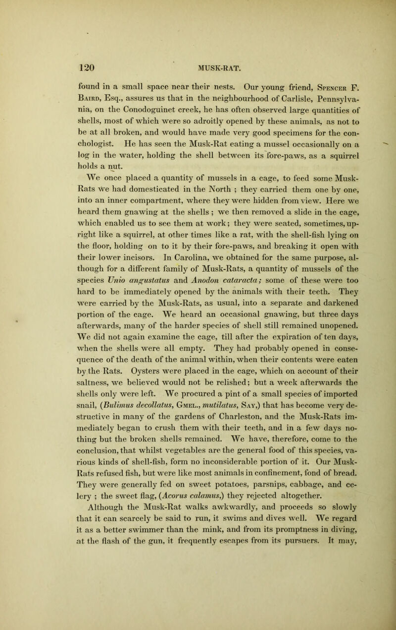 found in a small space near their nests. Our young friend, Spencer F. Baird, Esq., assures us that in the neighbourhood of Carlisle, Pennsylva- nia, on the Conodoguinet creek, he has often observed large quantities of shells, most of which were so adroitly opened by these animals, as not to be at all broken, and would have made very good specimens for the con- chologist. He has seen the Musk-Rat eating a mussel occasionally on a log in the water, holding the shell between its fore-paws, as a squirrel holds a nut. We once placed a quantity of mussels in a cage, to feed some Musk- Rats we had domesticated in the North ; they carried them one by one, into an inner compartment, where they were hidden from view. Here we heard them gnawing at the shells ; we then removed a slide in the cage, which enabled us to see them at work; they were seated, sometimes, up- right like a squirrel, at other times like a rat, with the shell-fish lying on the floor, holding on to it by their fore-paws, and breaking it open with their lower incisors. In Carolina, we obtained for the same purpose, al- though for a different family of Musk-Rats, a quantity of mussels of the species Unio angustatus and Anodon cataracta; some of these were too hard to be immediately opened by the animals with their teeth. They were carried by the Musk-Rats, as usual, into a separate and darkened portion of the cage. We heard an occasional gnawing, but three days afterwards, many of the harder species of shell still remained unopened. We did not again examine the cage, till after the expiration of ten days, when the shells were all empty. They had probably opened in conse- quence of the death of the animal within, when their contents were eaten by the Rats. Oysters were placed in the cage, which on account of their saltness, we believed would not be relished; but a week afterwards the shells only were left. We procured a pint of a small species of imported snail, (Bulimus decollatus, Gmelmutilcitus, Say,) that has become very de- structive in many of the gardens of Charleston, and the Musk-Rats im- mediately began to crush them with their teeth, and in a few days no- thing but the broken shells remained. We have, therefore, come to the conclusion, that whilst vegetables are the general food of this species, va- rious kinds of shell-fish, form no inconsiderable portion of it. Our Musk- Rats refused fish, but were like most animals in confinement, fond of bread. They were generally fed on sweet potatoes, parsnips, cabbage, and ce- lery ; the sweet flag, (Acorus calamus,) they rejected altogether. Although the Musk-Rat walks awkwardly, and proceeds so slowly that it can scarcely be said to run, it swims and dives well. We regard it as a better swimmer than the mink, and from its promptness in diving, at the flash of the gun. it frequently escapes from its pursuers. It may,